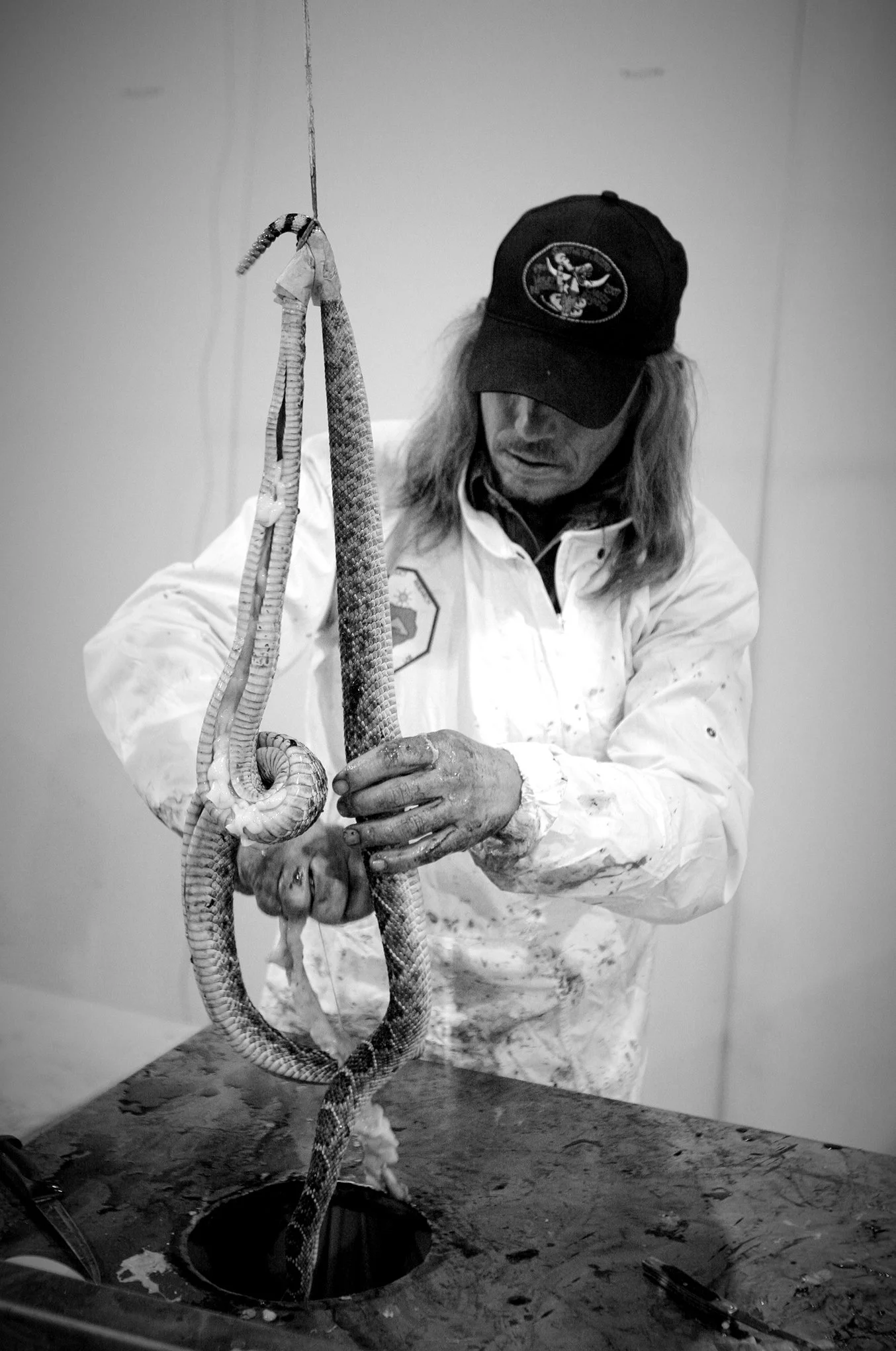 Rattlesnake round-up © Dan Callister