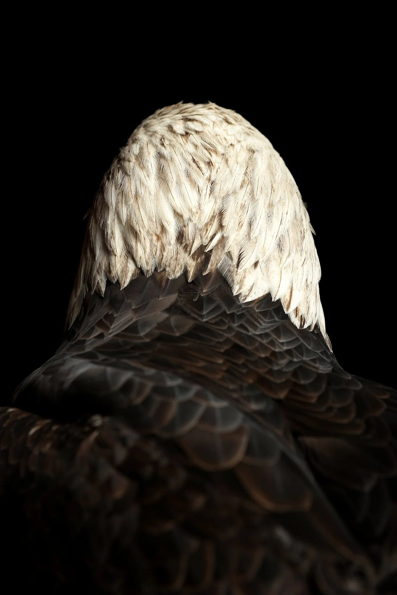 Old Warrior (ii) by © Dan Callister