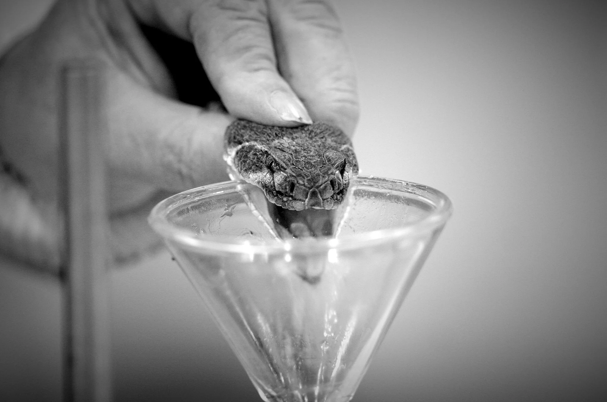 Rattlesnake round-up © Dan Callister
