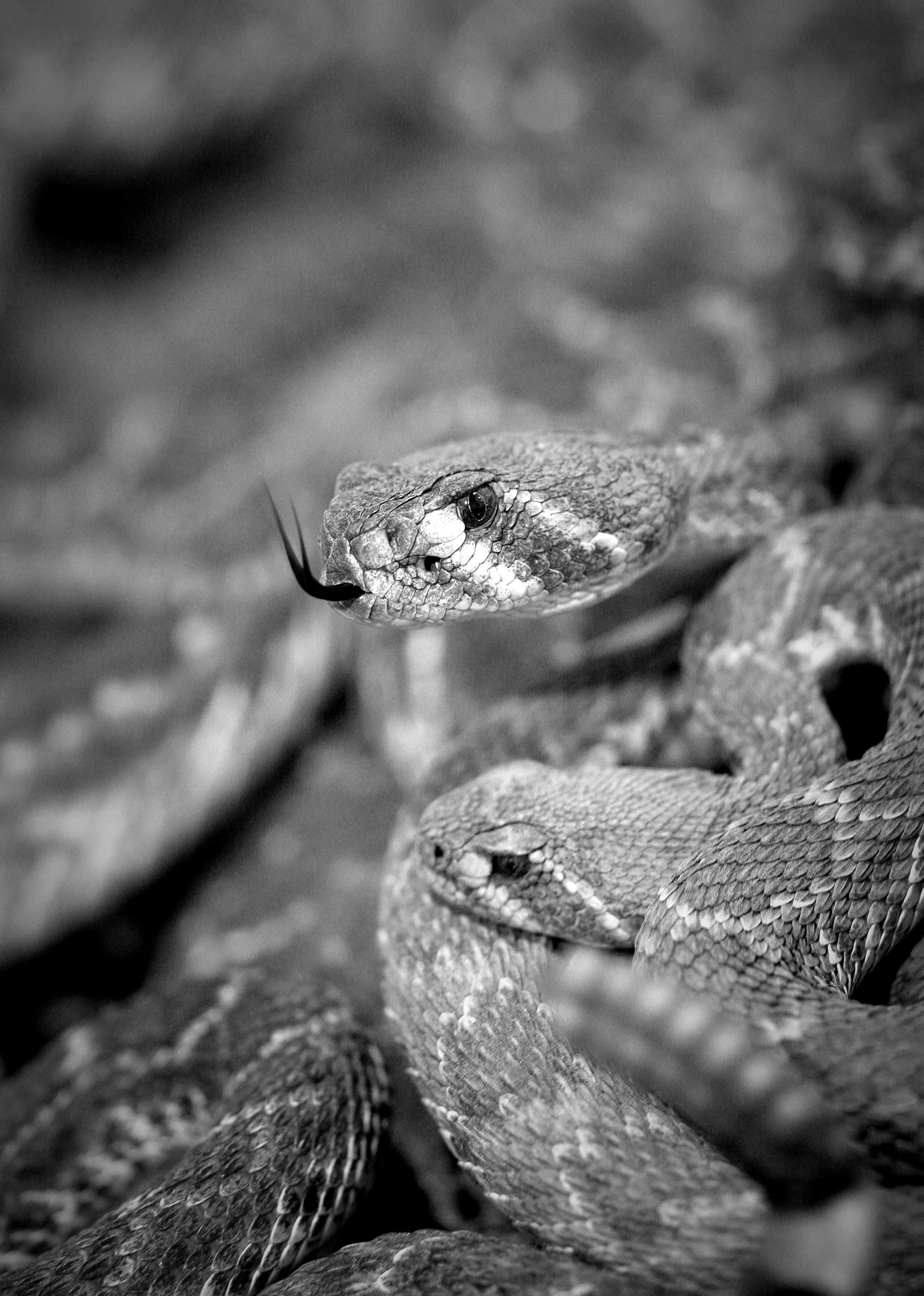 Rattlesnake round-up © Dan Callister
