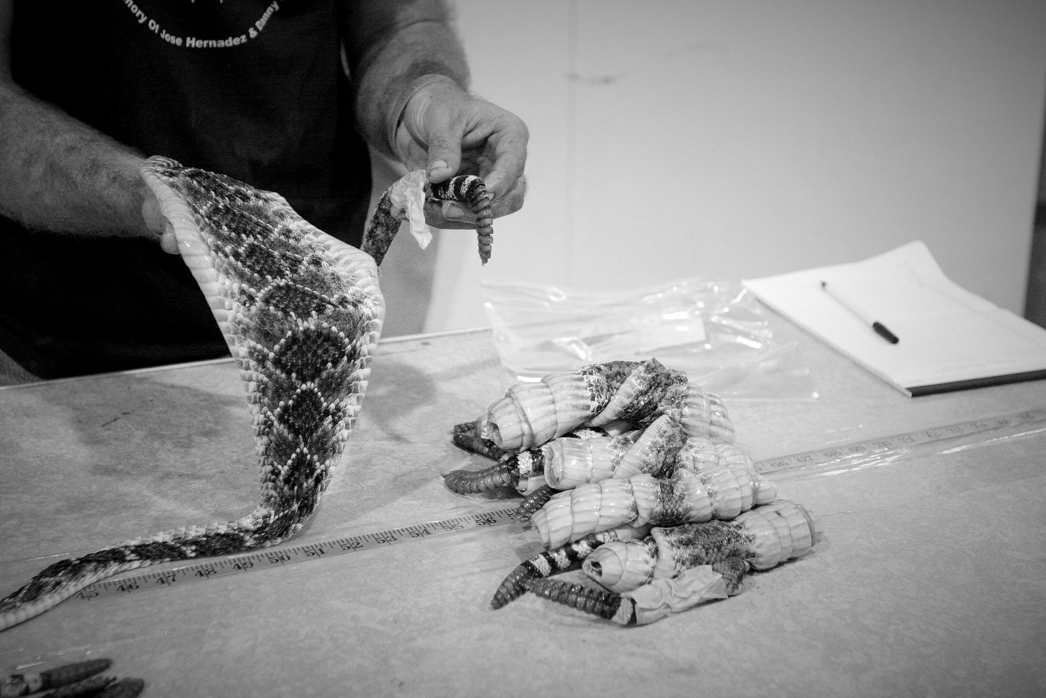 Rattlesnake round-up © Dan Callister
