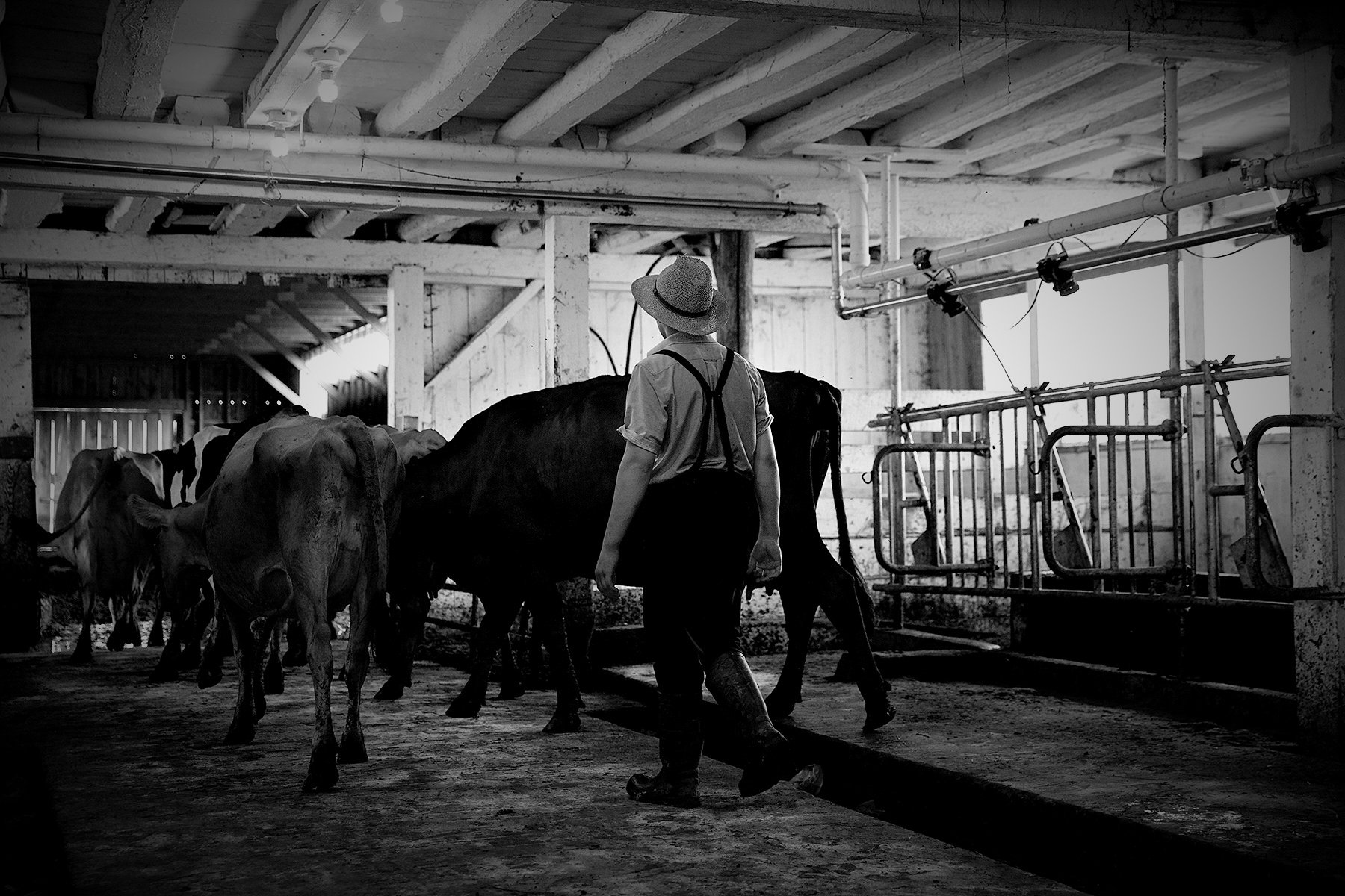 Amish life by © Dan Callister