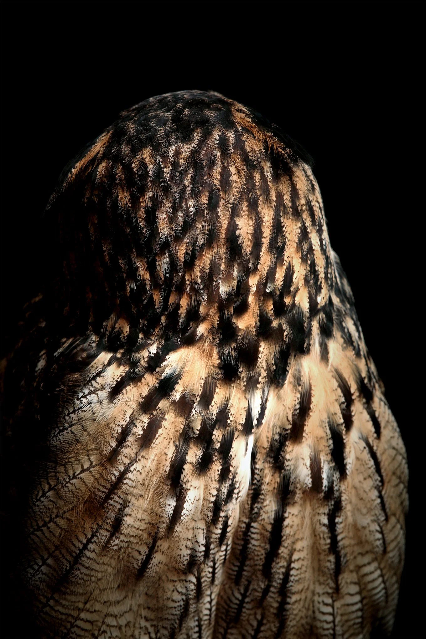 'Eagle Owl' (ii) by  Dan Callister