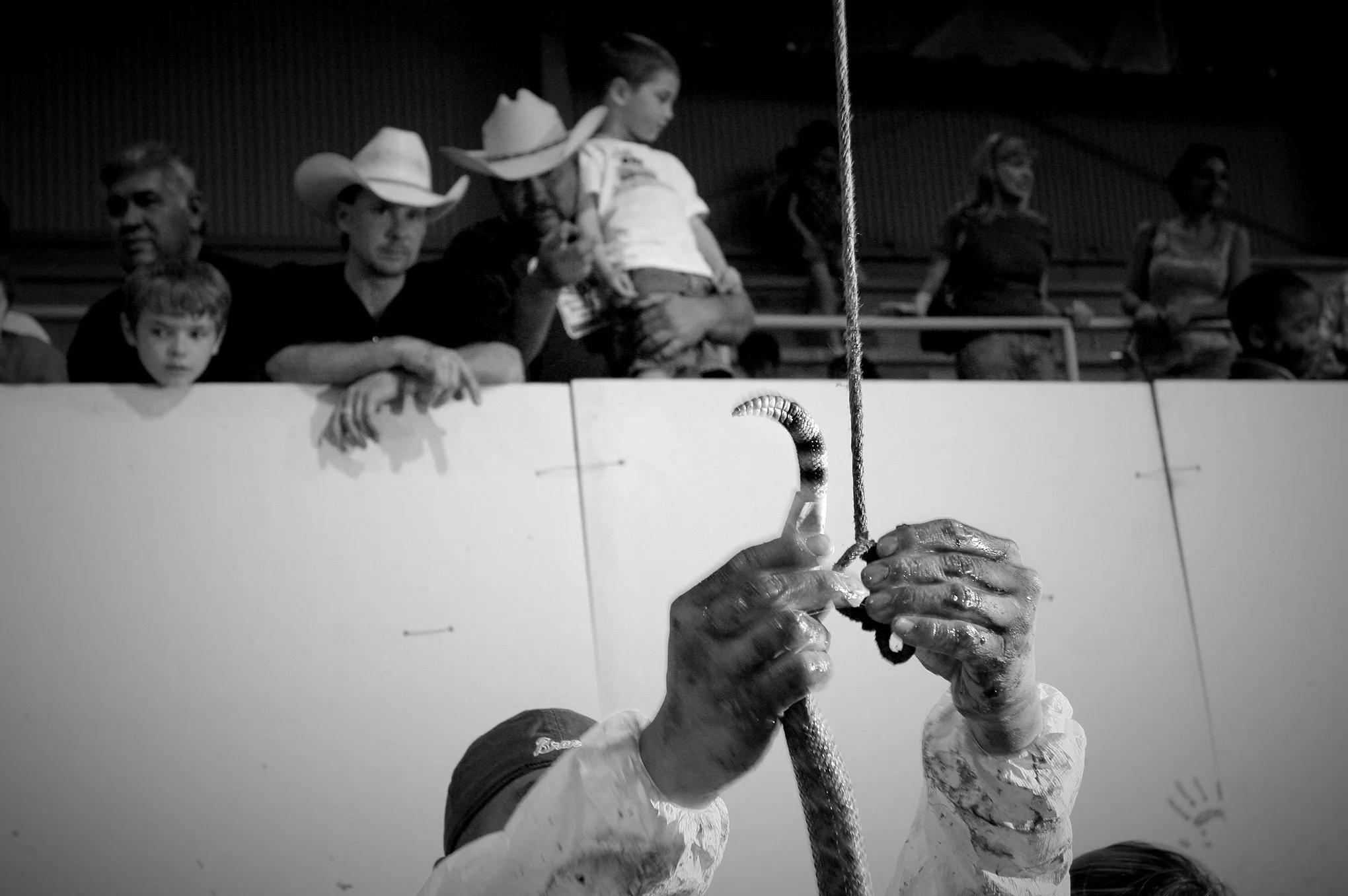 Rattlesnake round-up © Dan Callister