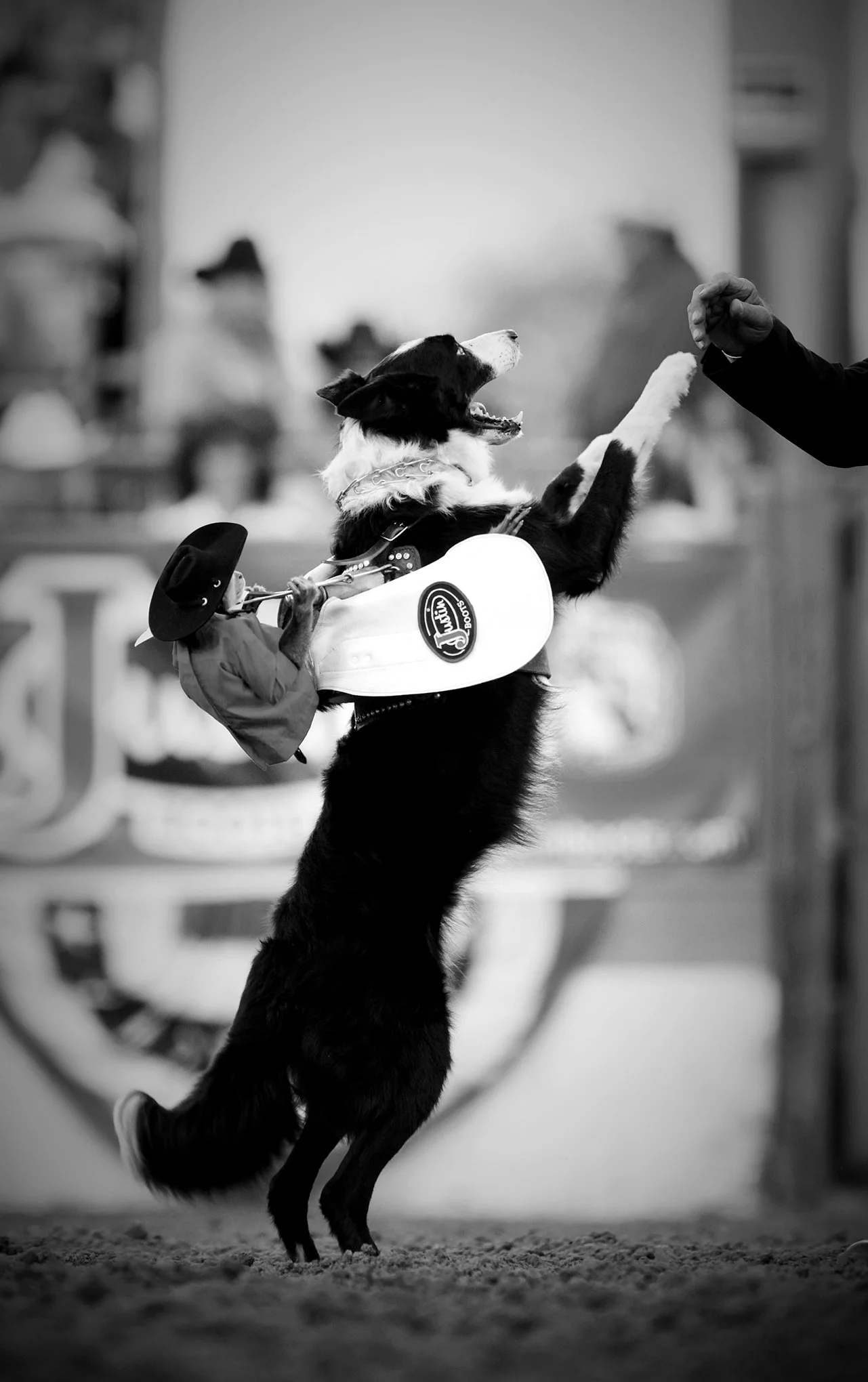Reno Rodeo by © Dan Callister