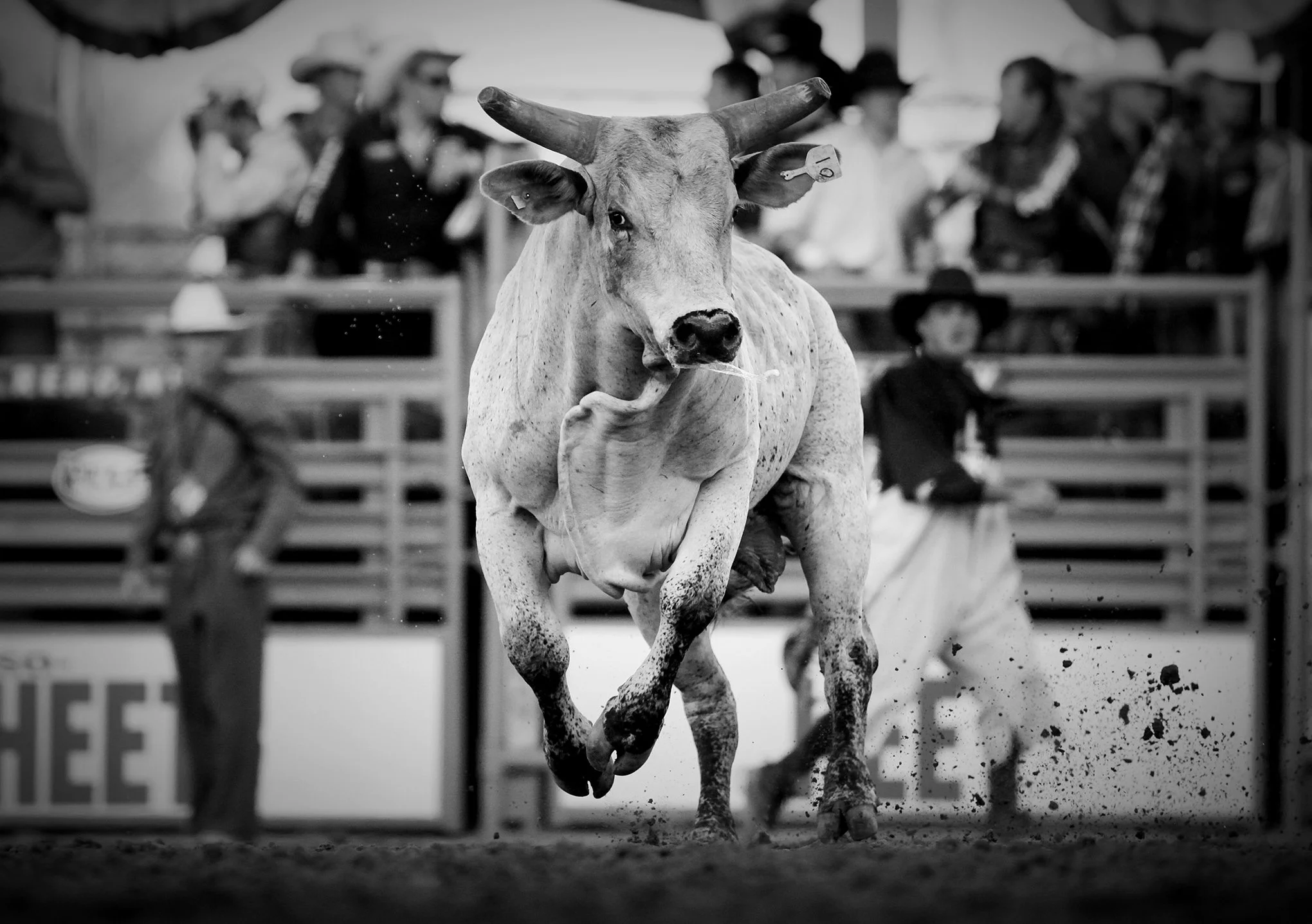 Reno Rodeo by © Dan Callister