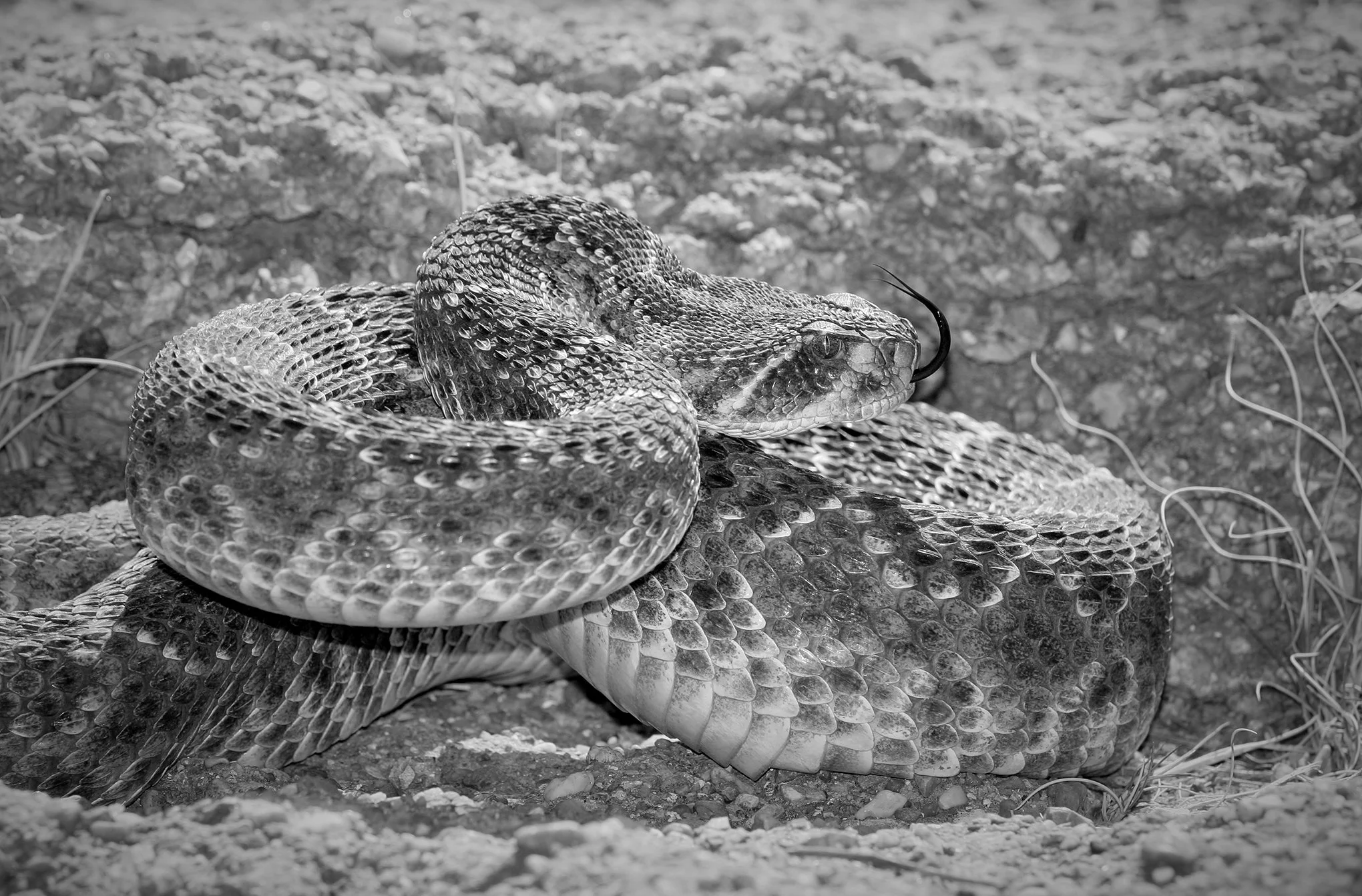 Rattlesnake round-up © Dan Callister