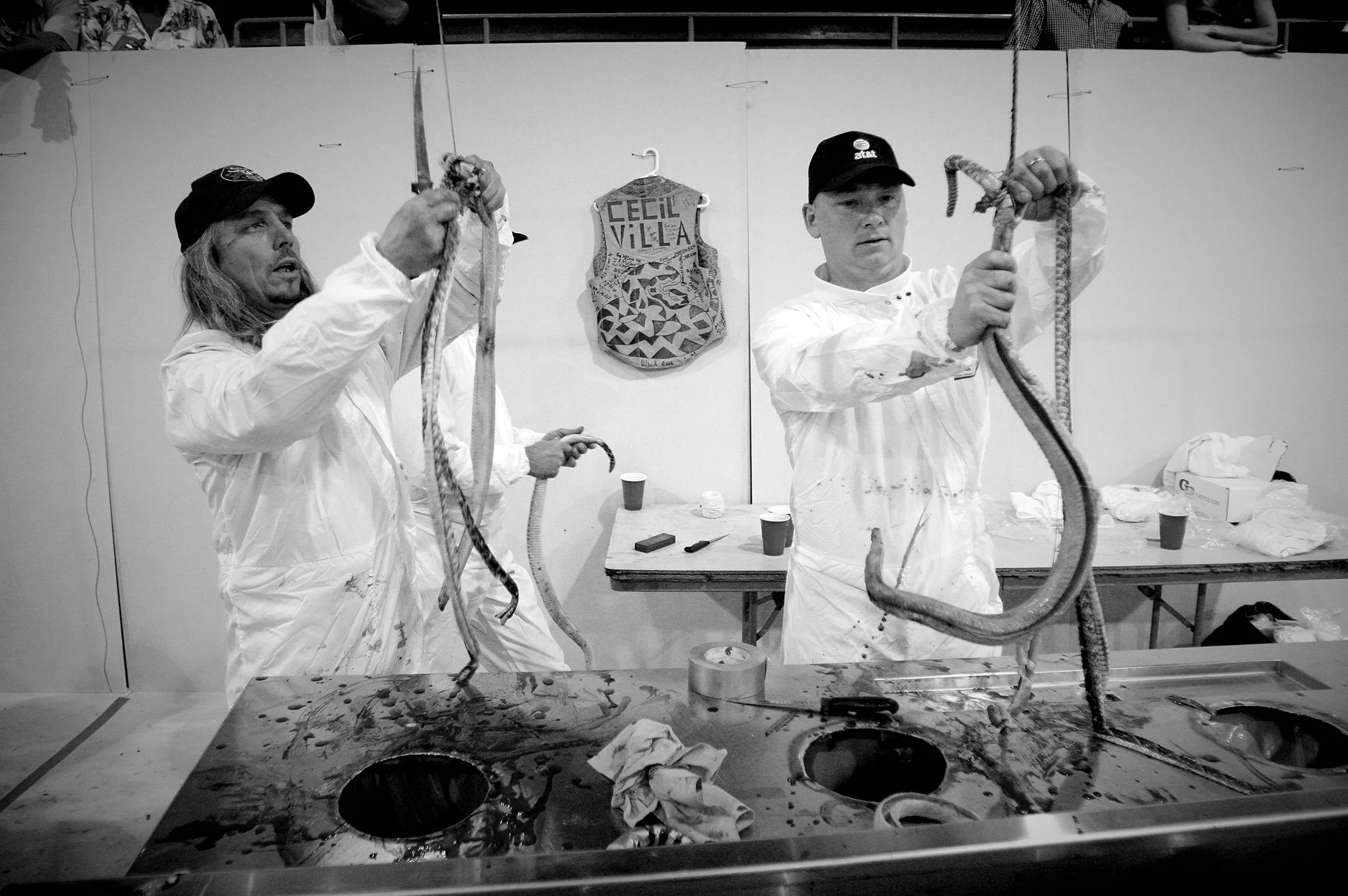 Rattlesnake round-up © Dan Callister