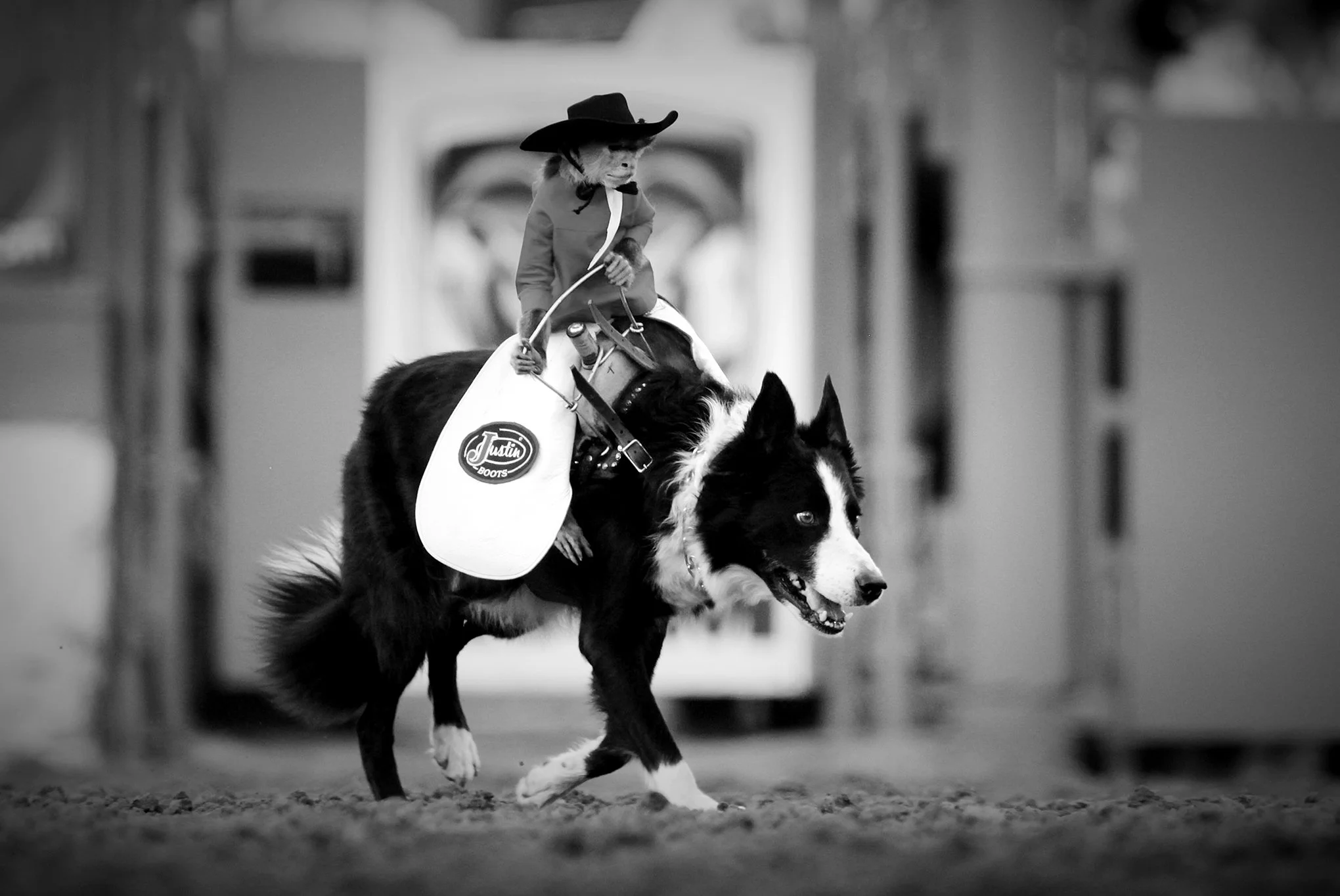 Reno Rodeo by © Dan Callister