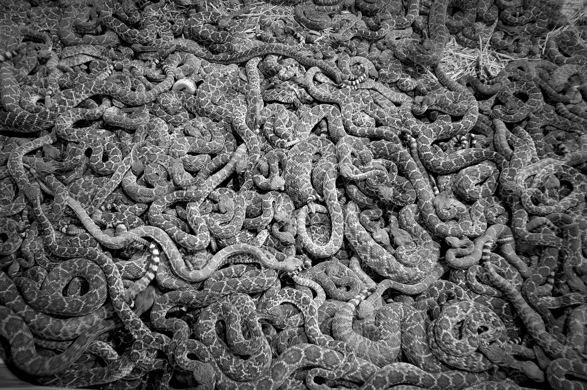 Rattlesnake round-up © Dan Callister