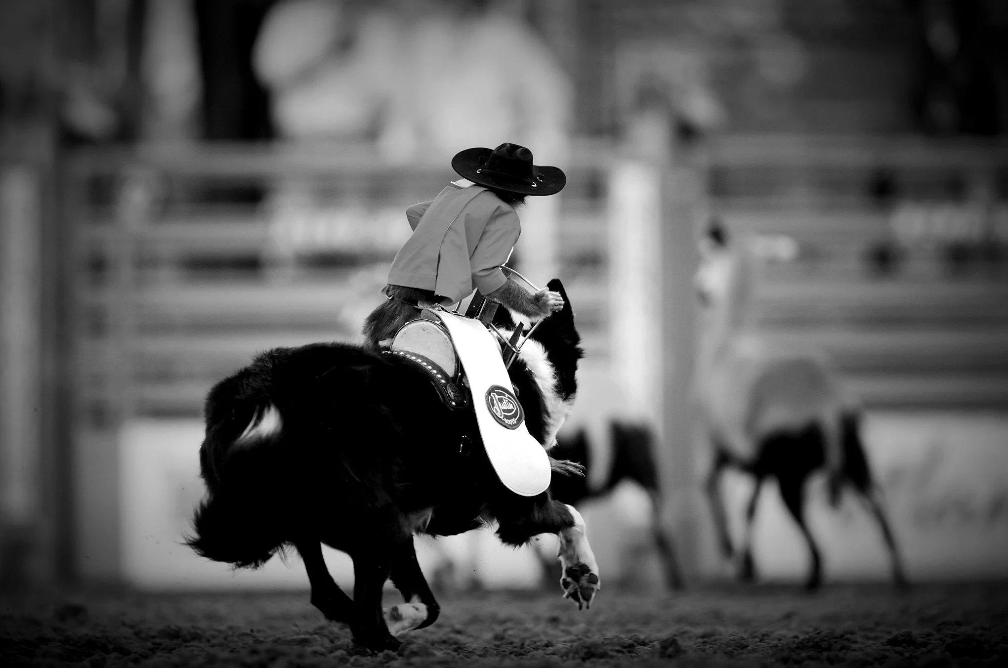 Reno Rodeo by © Dan Callister