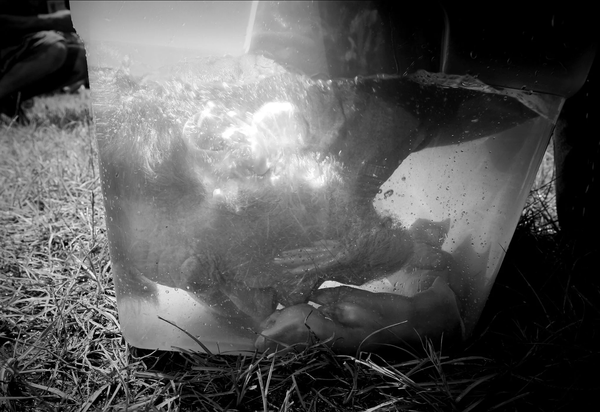Summer Redneck Games © Dan Callister