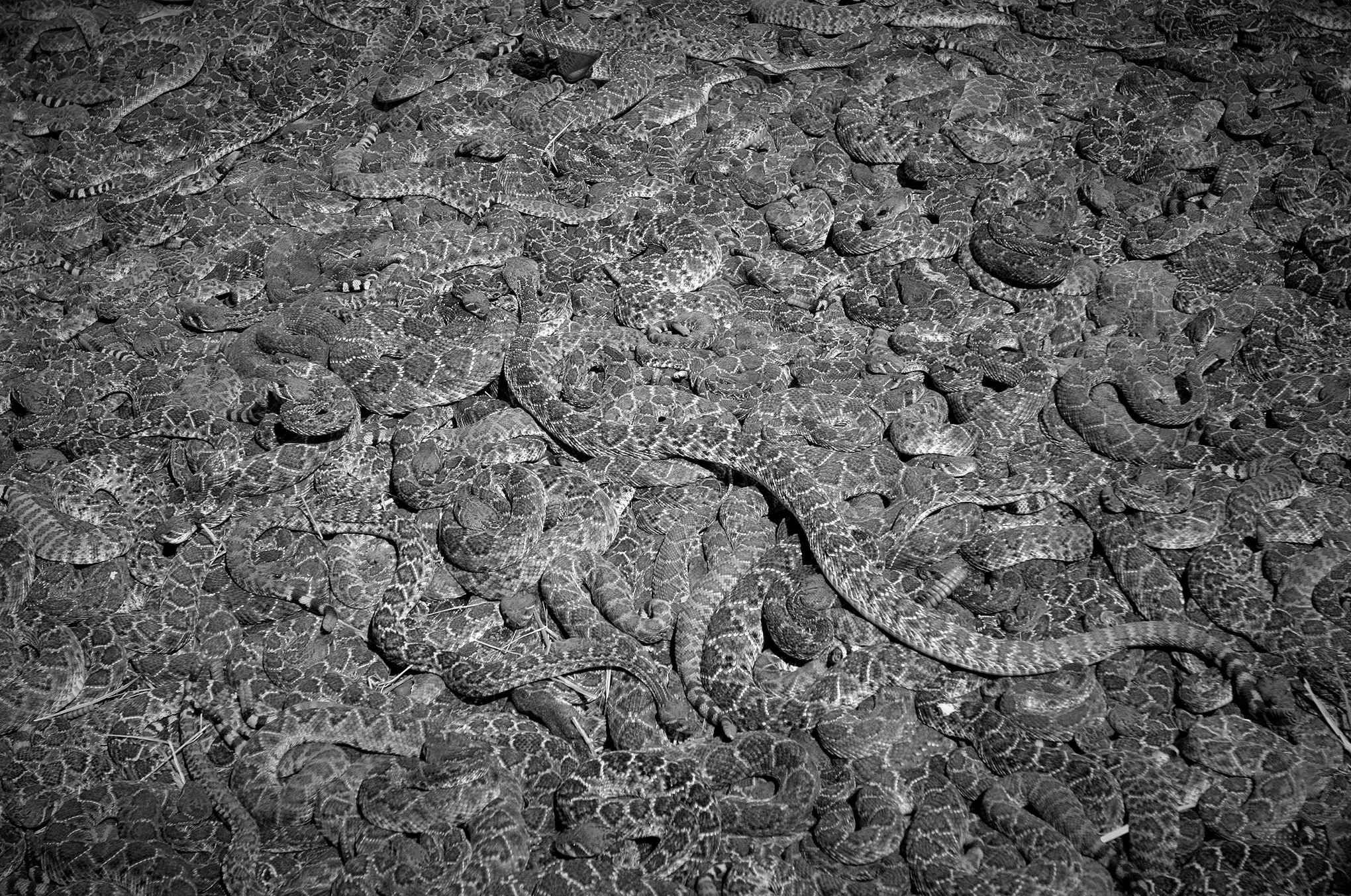 Rattlesnake round-up © Dan Callister