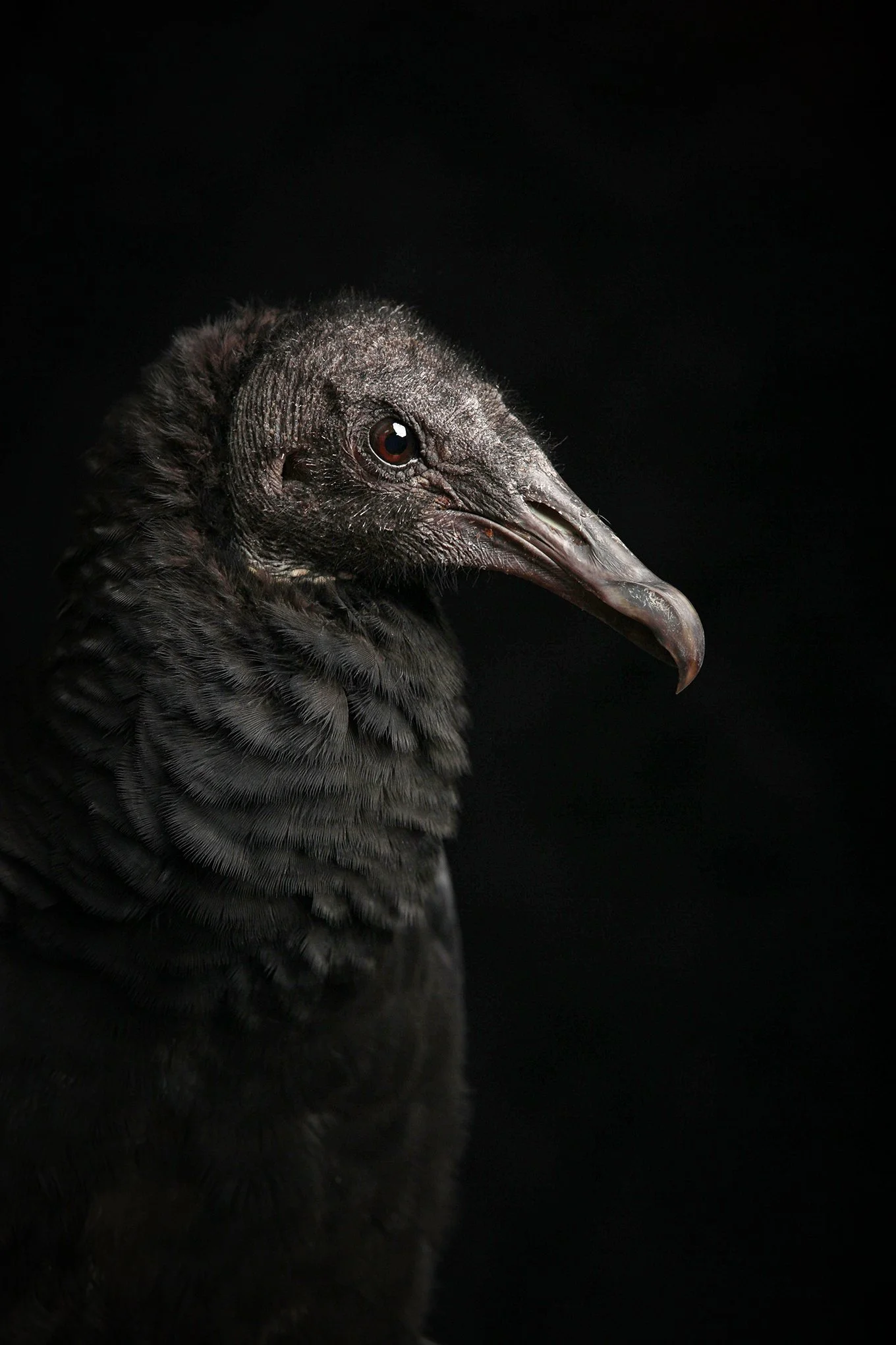 'Vulture' by © Dan Callister
