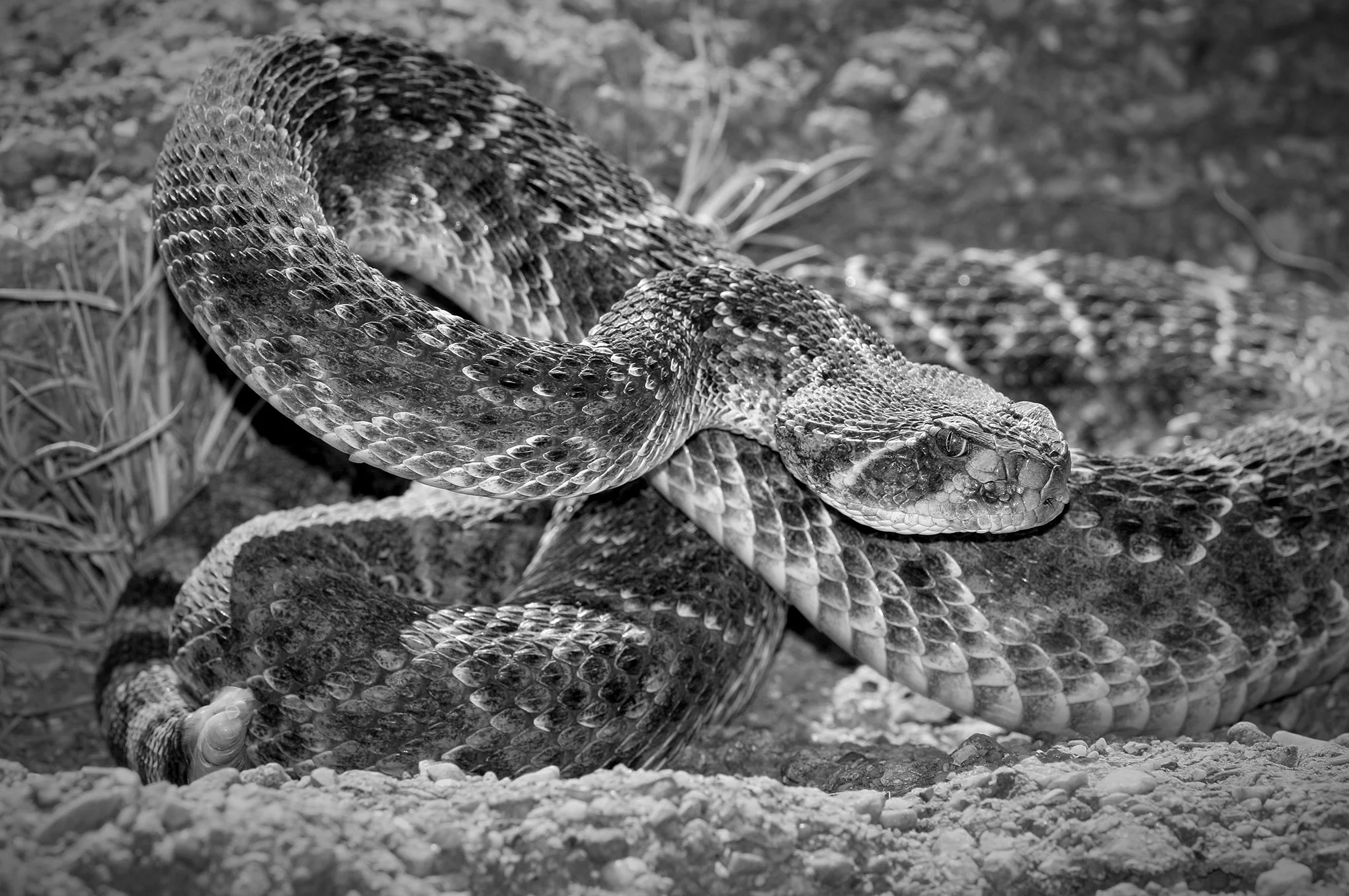 Rattlesnake round-up © Dan Callister