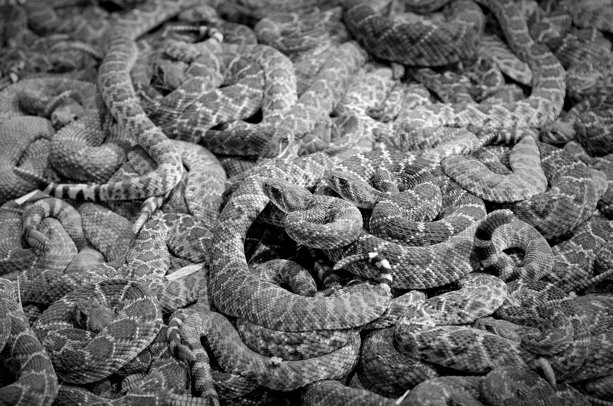Rattlesnake round-up © Dan Callister