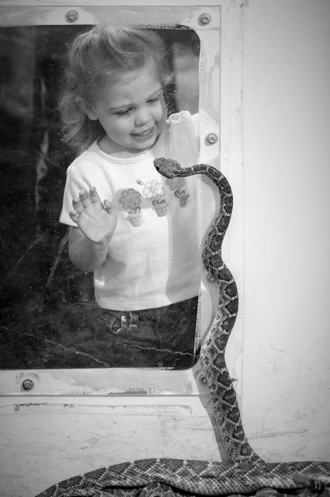 Rattlesnake round-up © Dan Callister