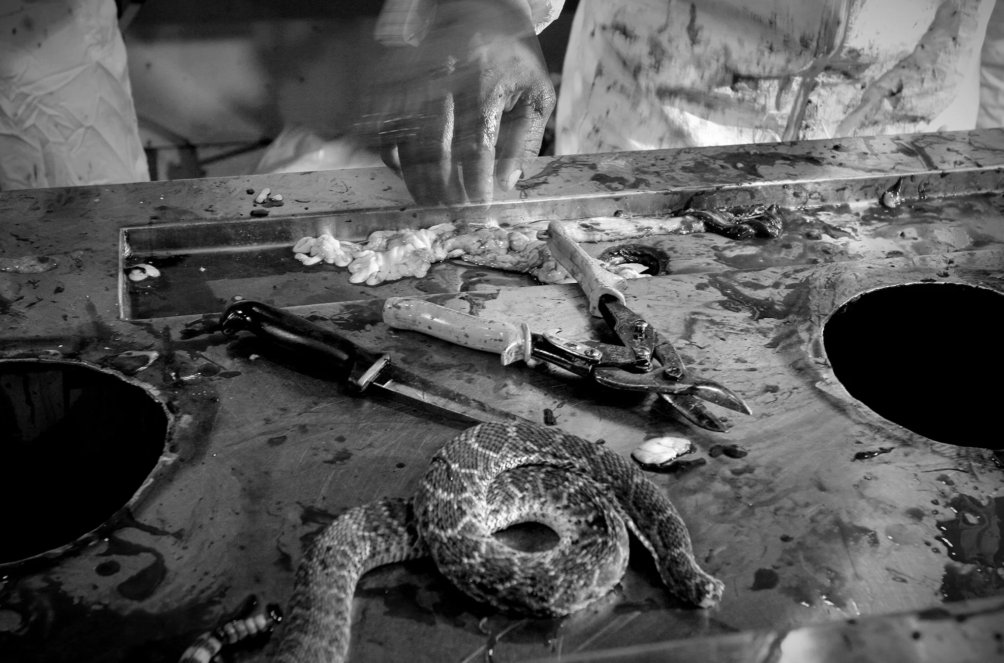 Rattlesnake round-up © Dan Callister