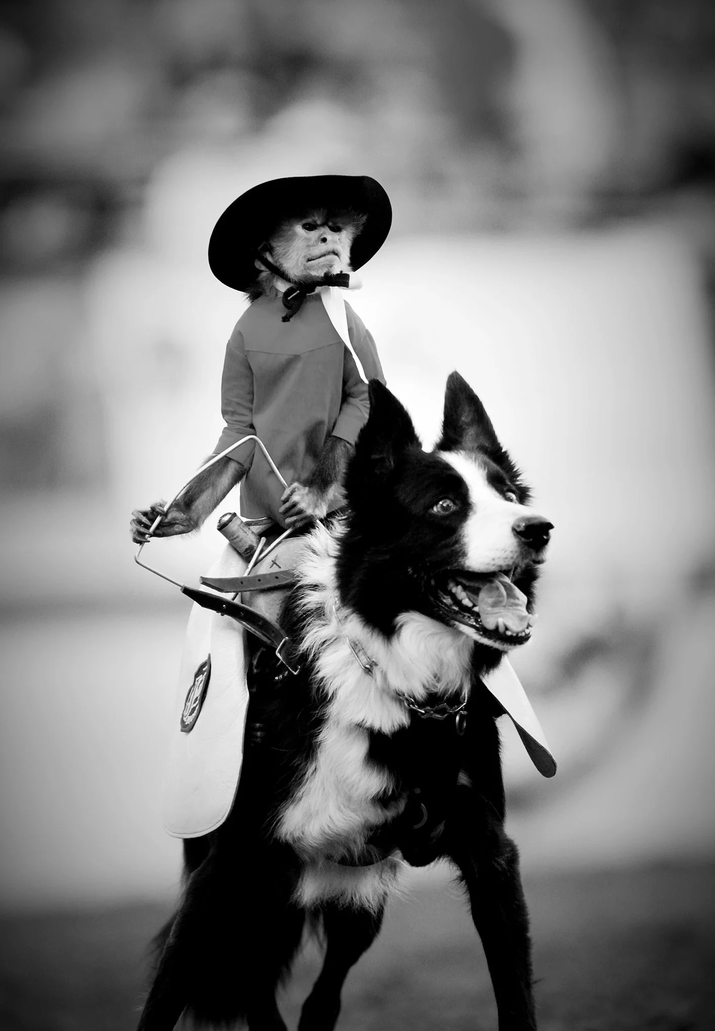 Reno Rodeo by © Dan Callister