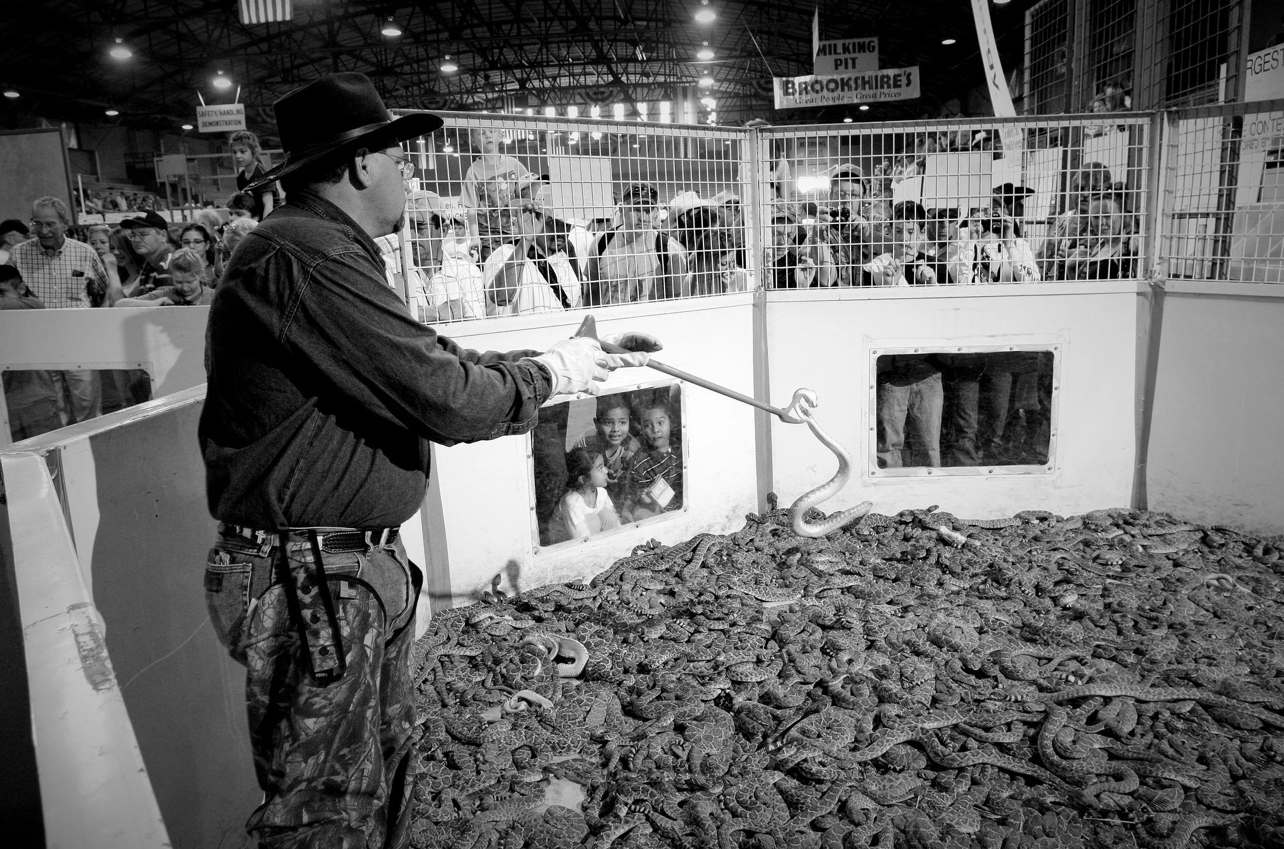 Rattlesnake round-up © Dan Callister