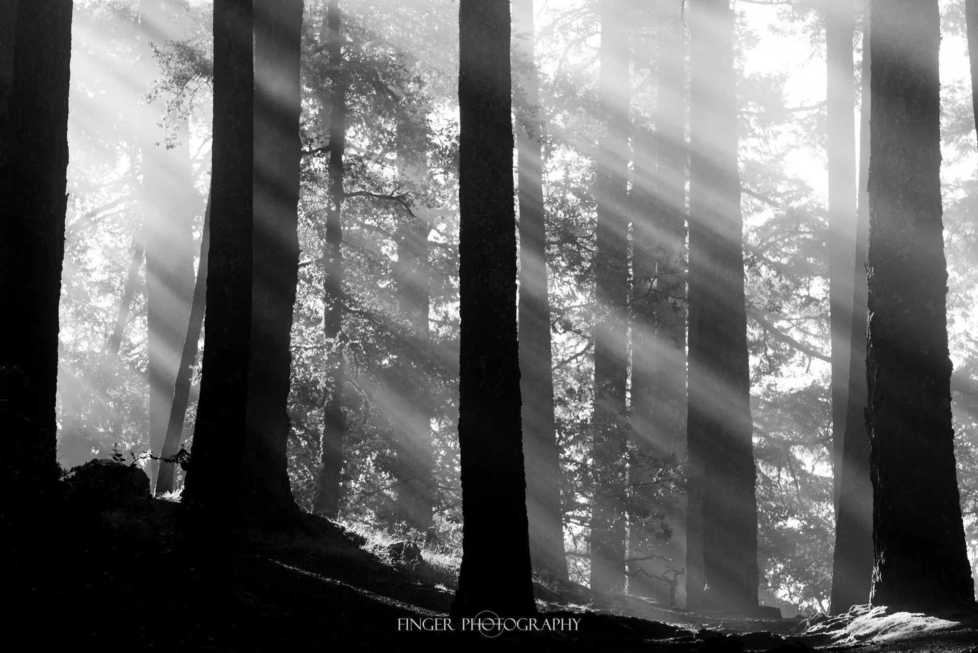 FingerPhotography-MountTam-9573.jpg
