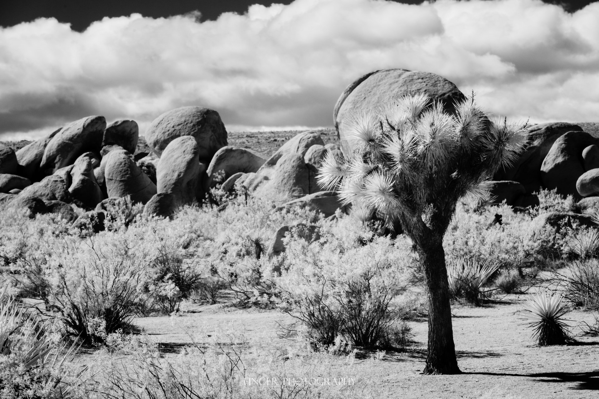 FingerPhoto-2024-IR-JoshuaTree-5897.jpg