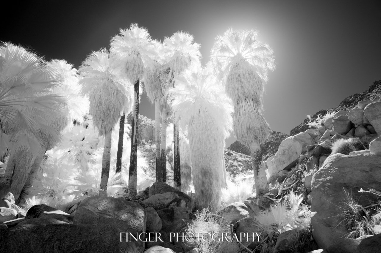 FingerPhotography-InSearchOfTheLight.jpg