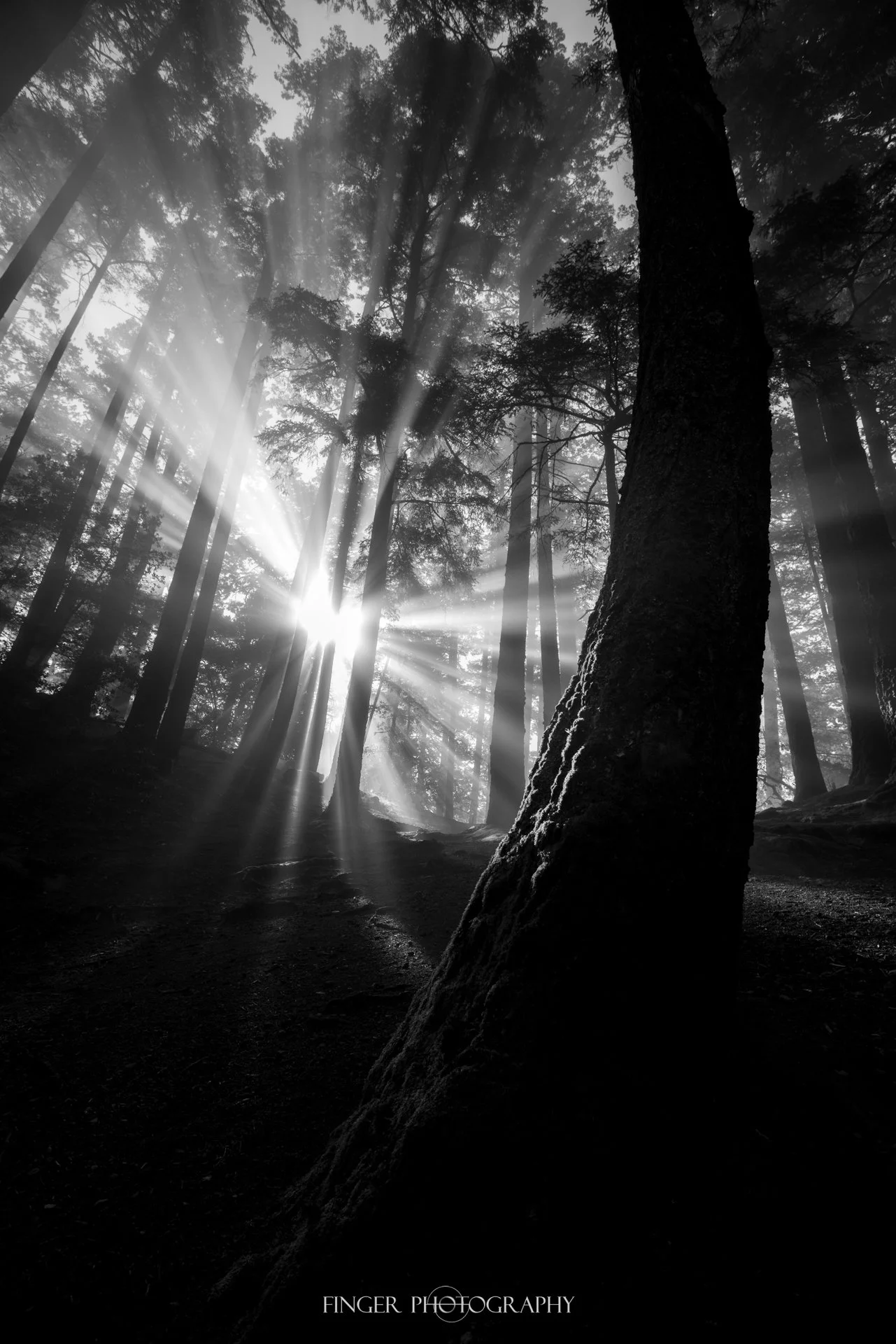 FingerPhotography-MountTam-9611.jpg