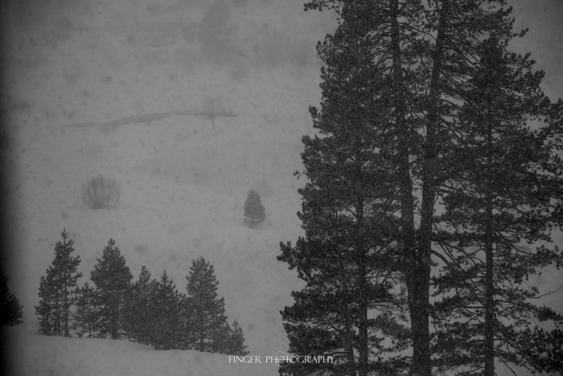 FingerPhotography-SquawValley-8454.jpg