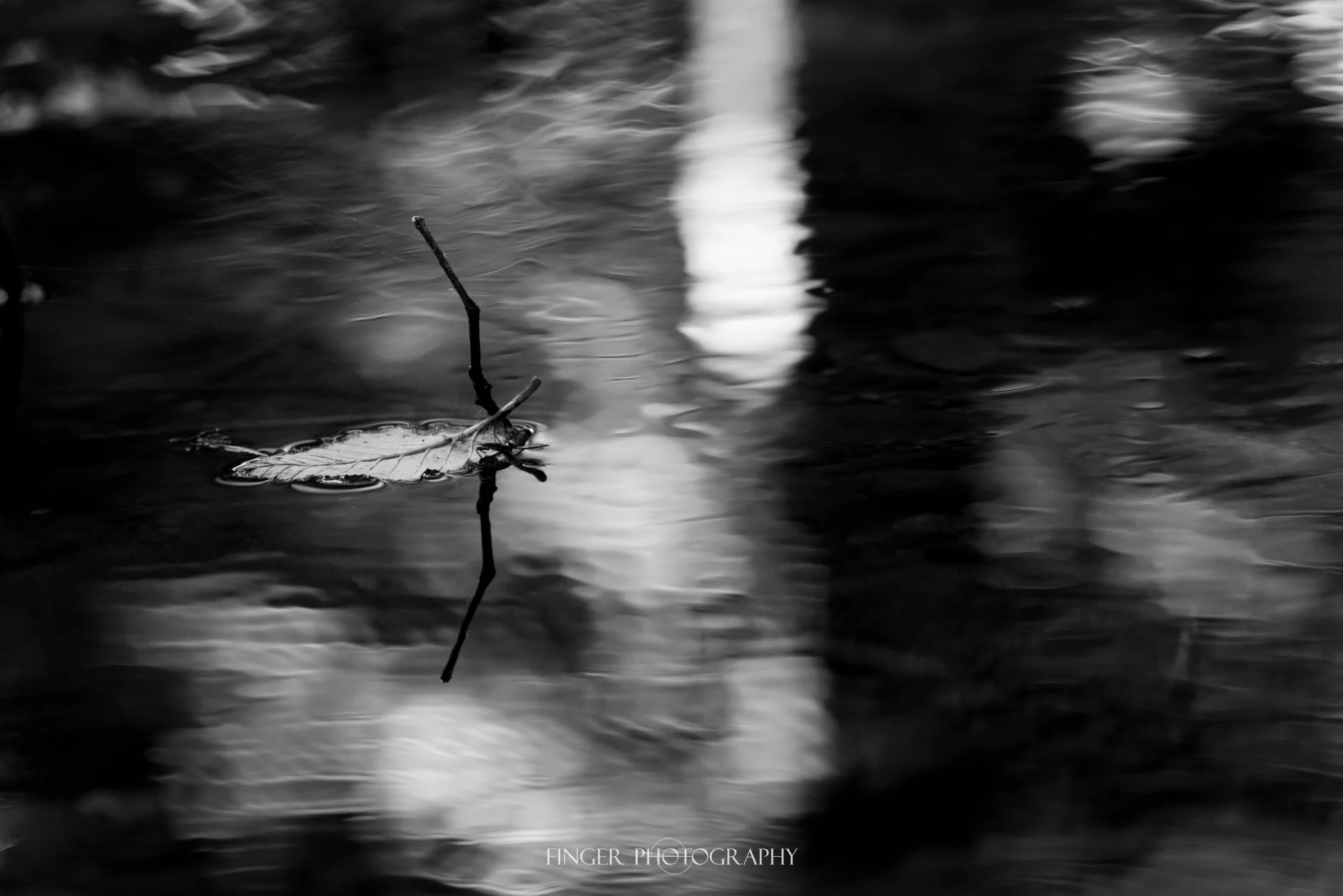 FingerPhotography-BigBasin2018-0092.jpg
