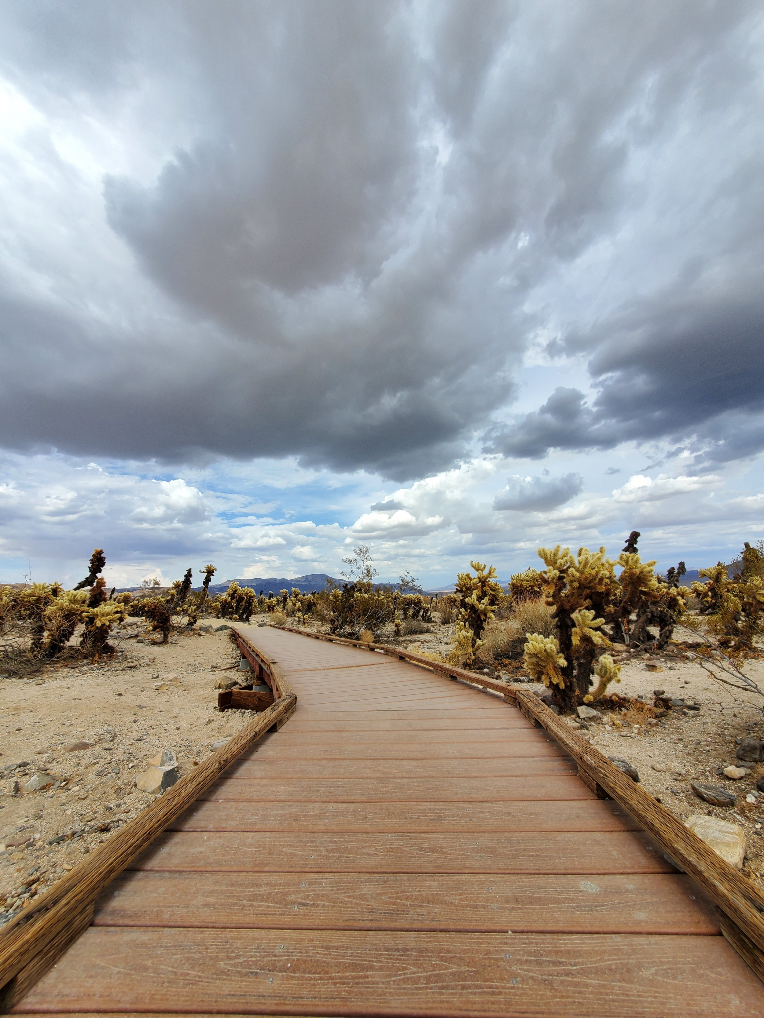 Pathway through a cactus garden in Joshua Tree National Park