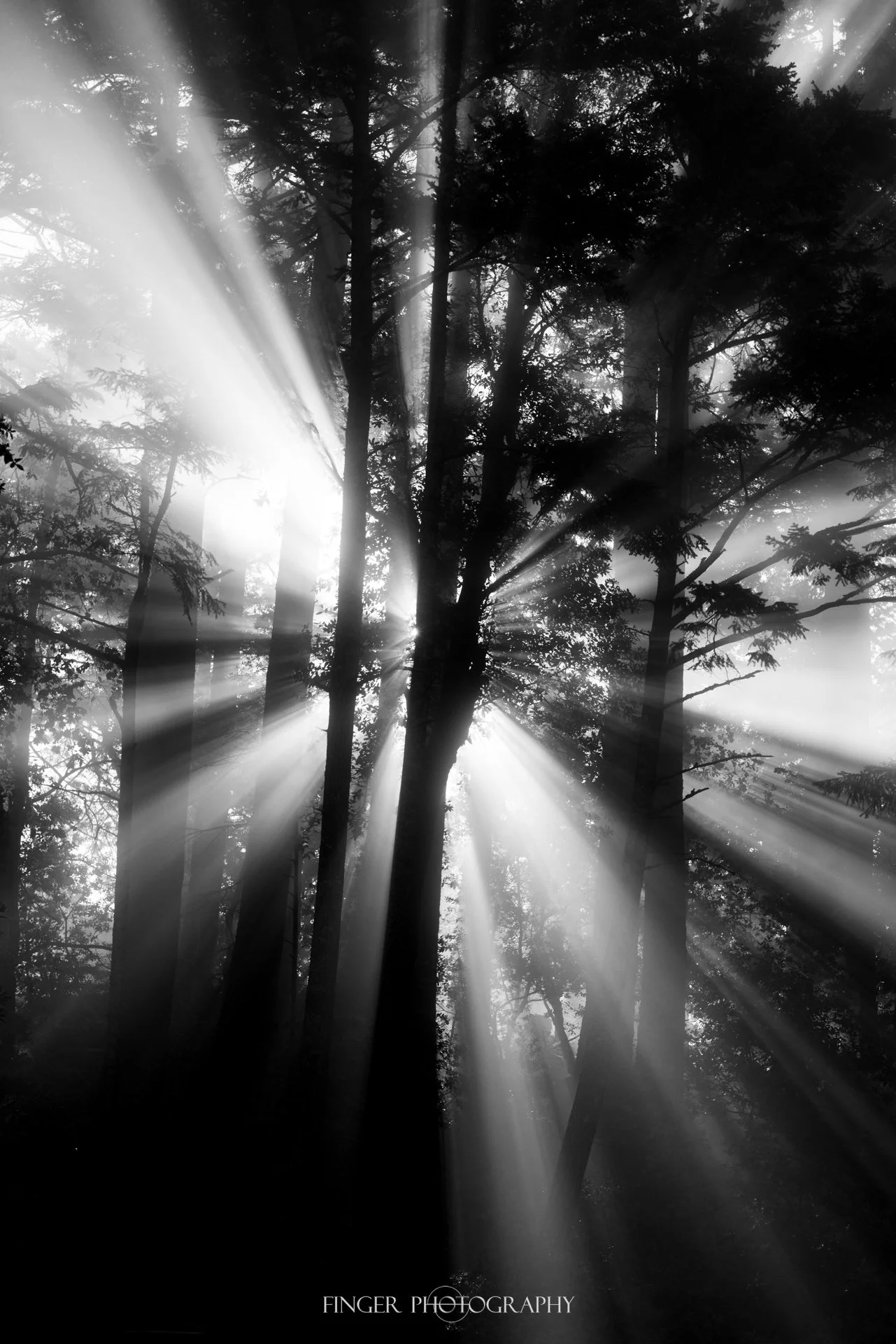 FingerPhotography-MountTam-9502.jpg