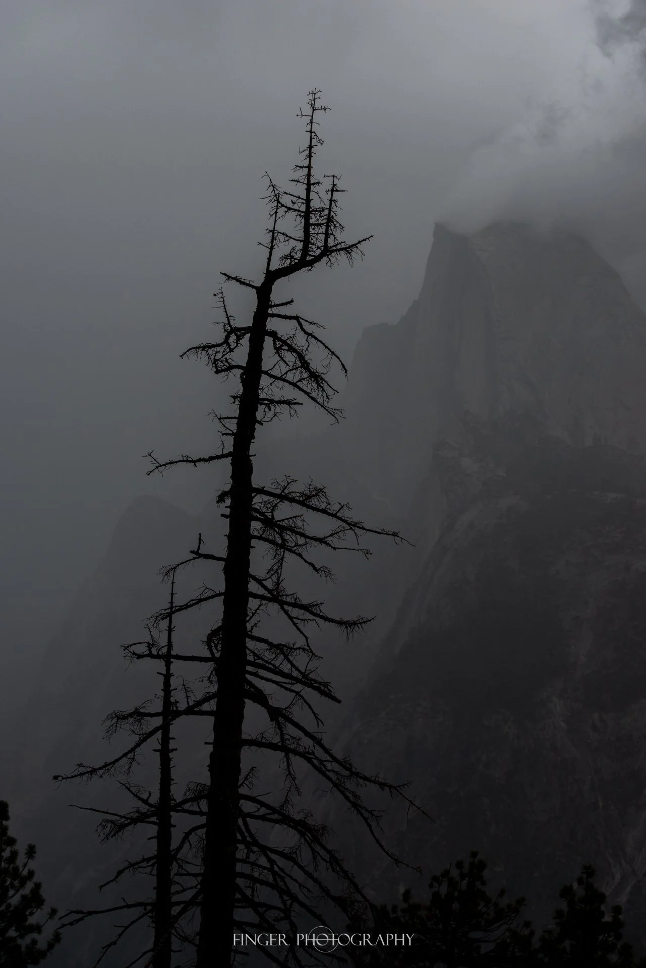 Foggy bare tree with Half Dome in the background