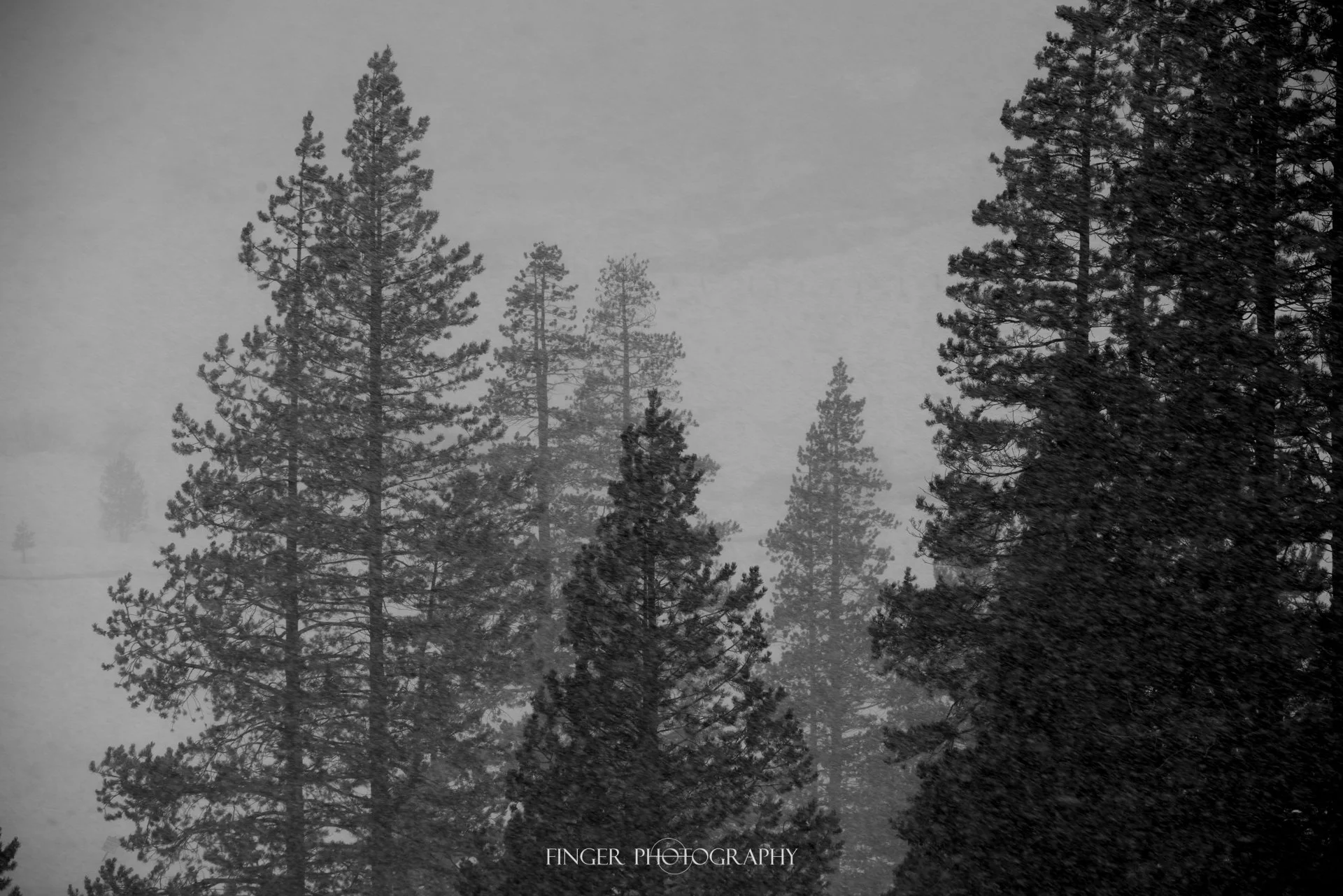 FingerPhotography-SquawValley-8456.jpg