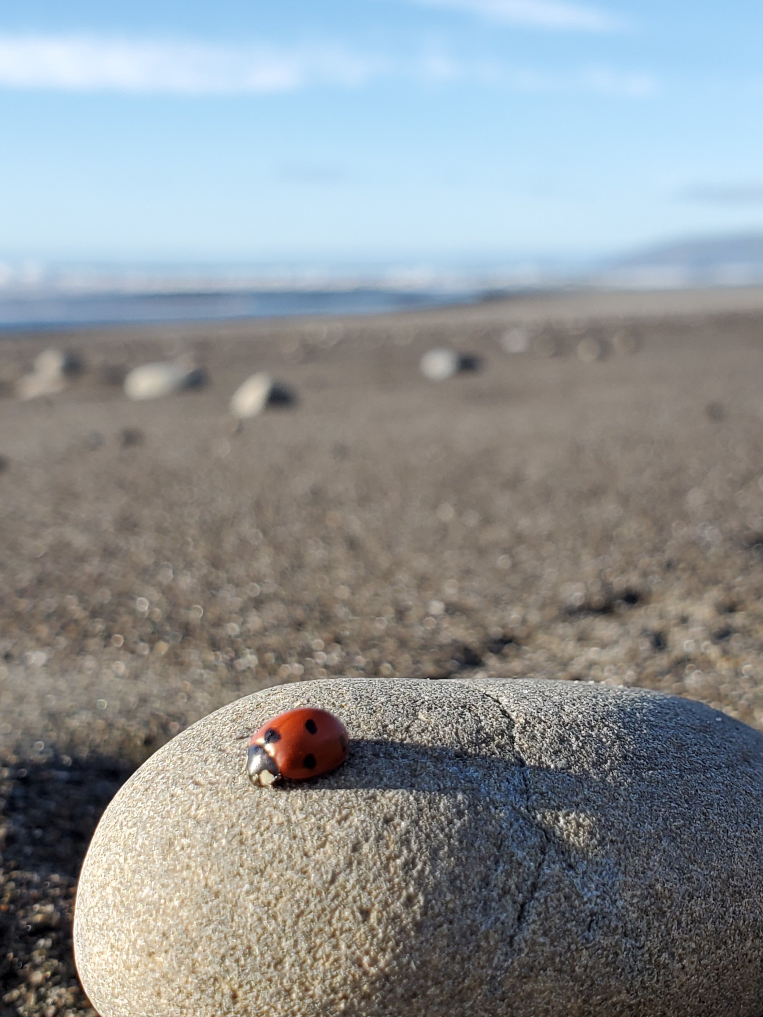 Lady bug on the beach in Northern California