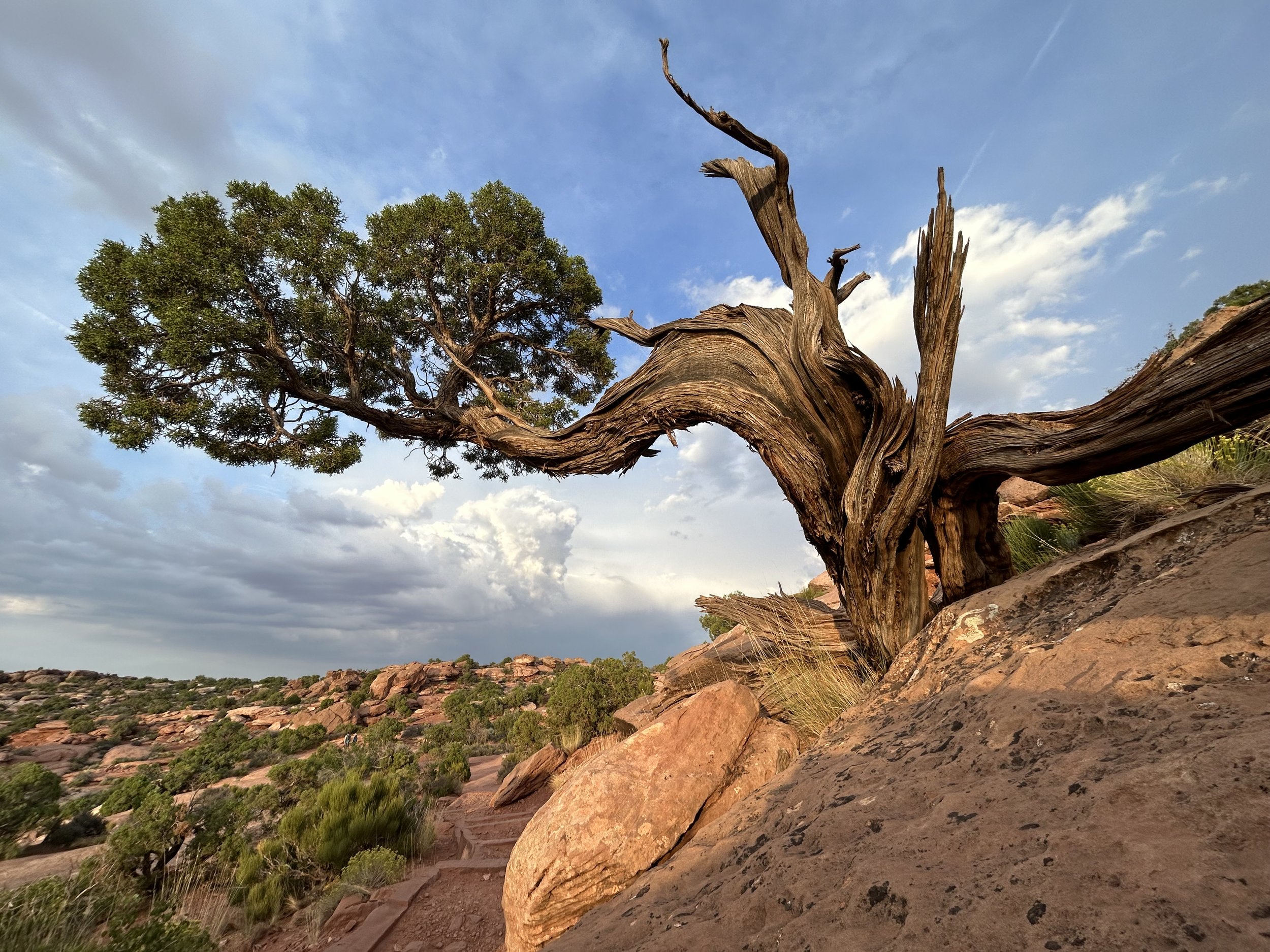 Juniper Tree in Canyonlands National Park