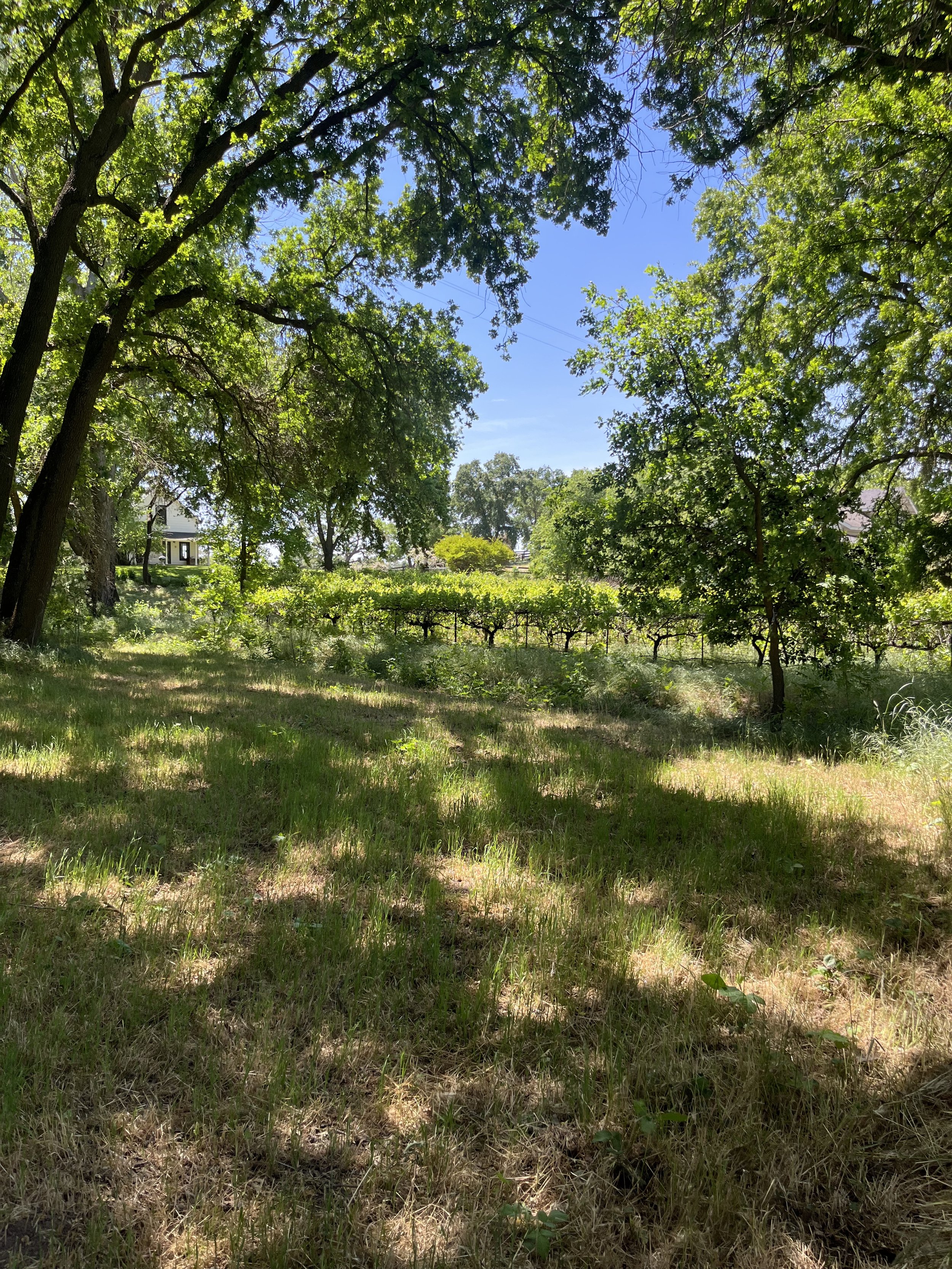 IMG_4228.jpeg