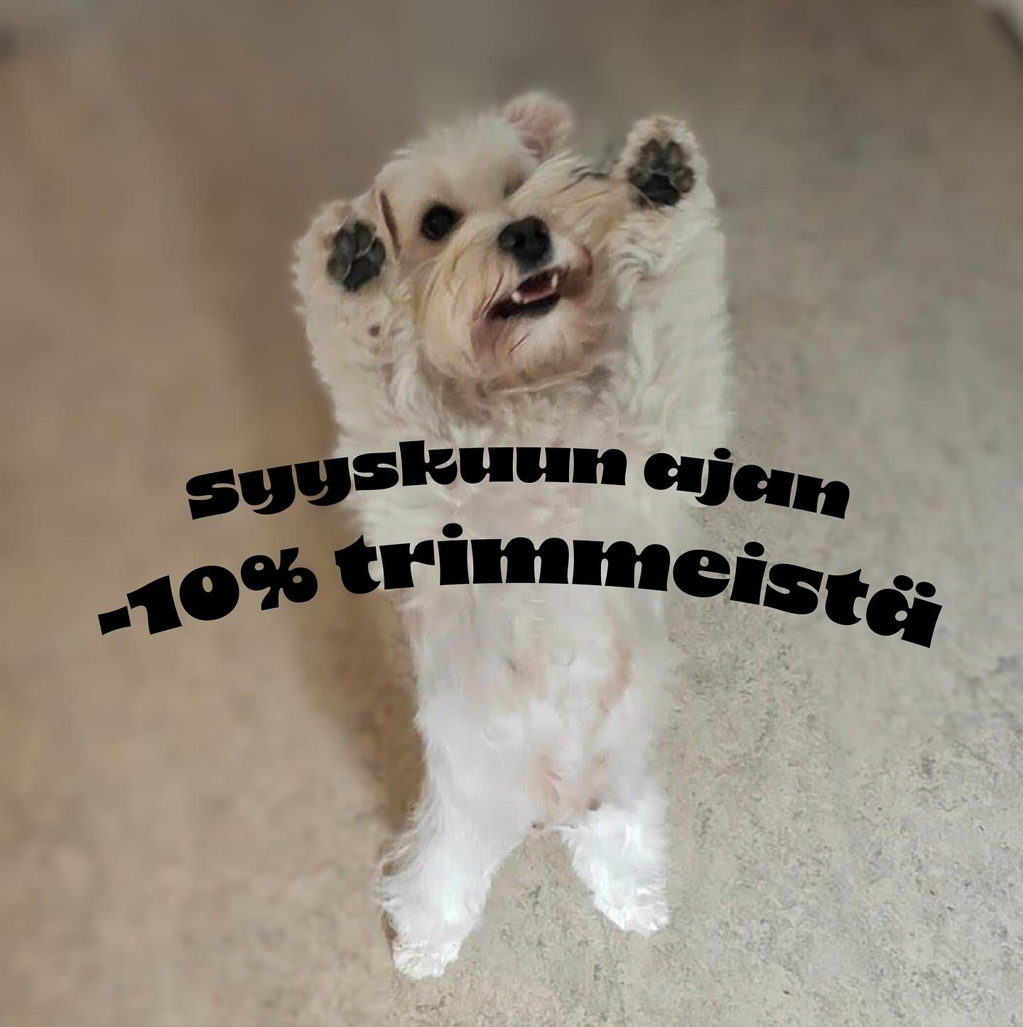 Syyskuun ajan trimmit -10%! ✂️ 
S&auml;&auml;nn&ouml;llinen trimmaus ei ole vain n&auml;&ouml;n vuoksi &ndash; se edist&auml;&auml; lemmikkisi terveytt&auml; ja hyvinvointia. Pidet&auml;&auml;n turkki ja iho kunnossa, sek&auml; olo kevyen&auml;💜🐾

