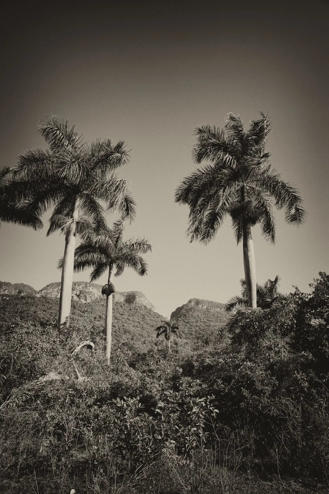 black and white image of palm trees
