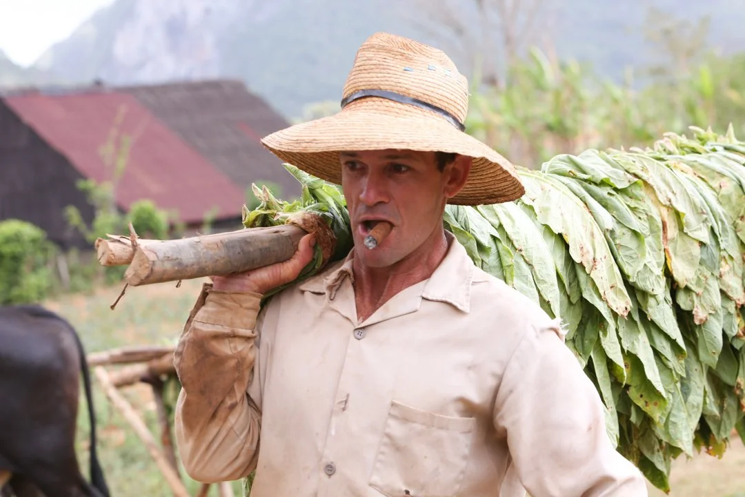 farmer carrying tobacco leaves on pole with cigar in mouth
