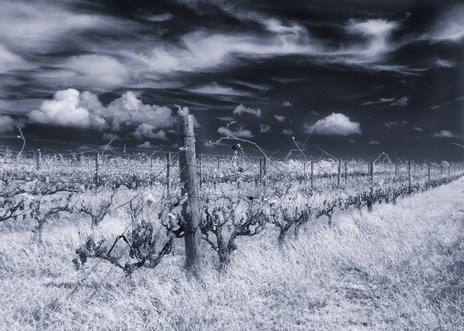 black and white infrared image of old vineyard vines and posts

