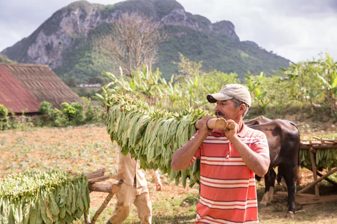 farmer carrying tobacco on pole with mountains in the background
