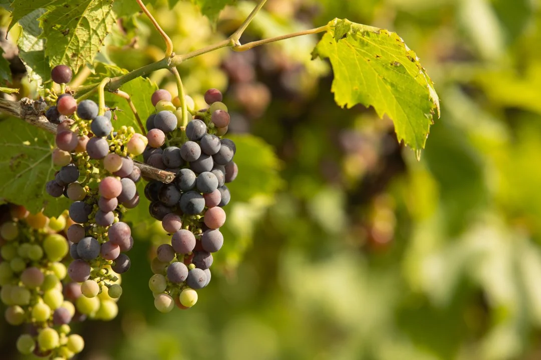 purple grapes on a vine, shot by commercial photographer Corey Rourke

