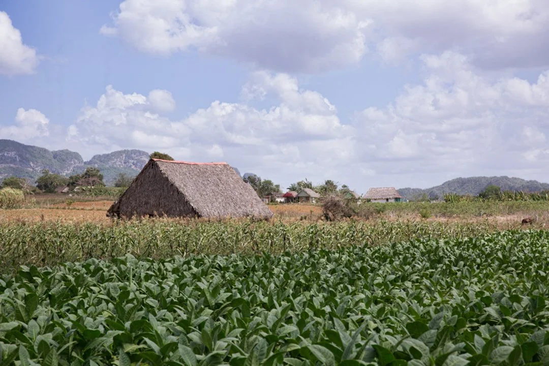 tobacco field in foreground with hut and cloud sky in the background
