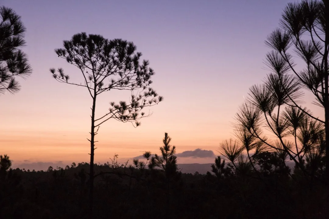 silhouette image of trees 