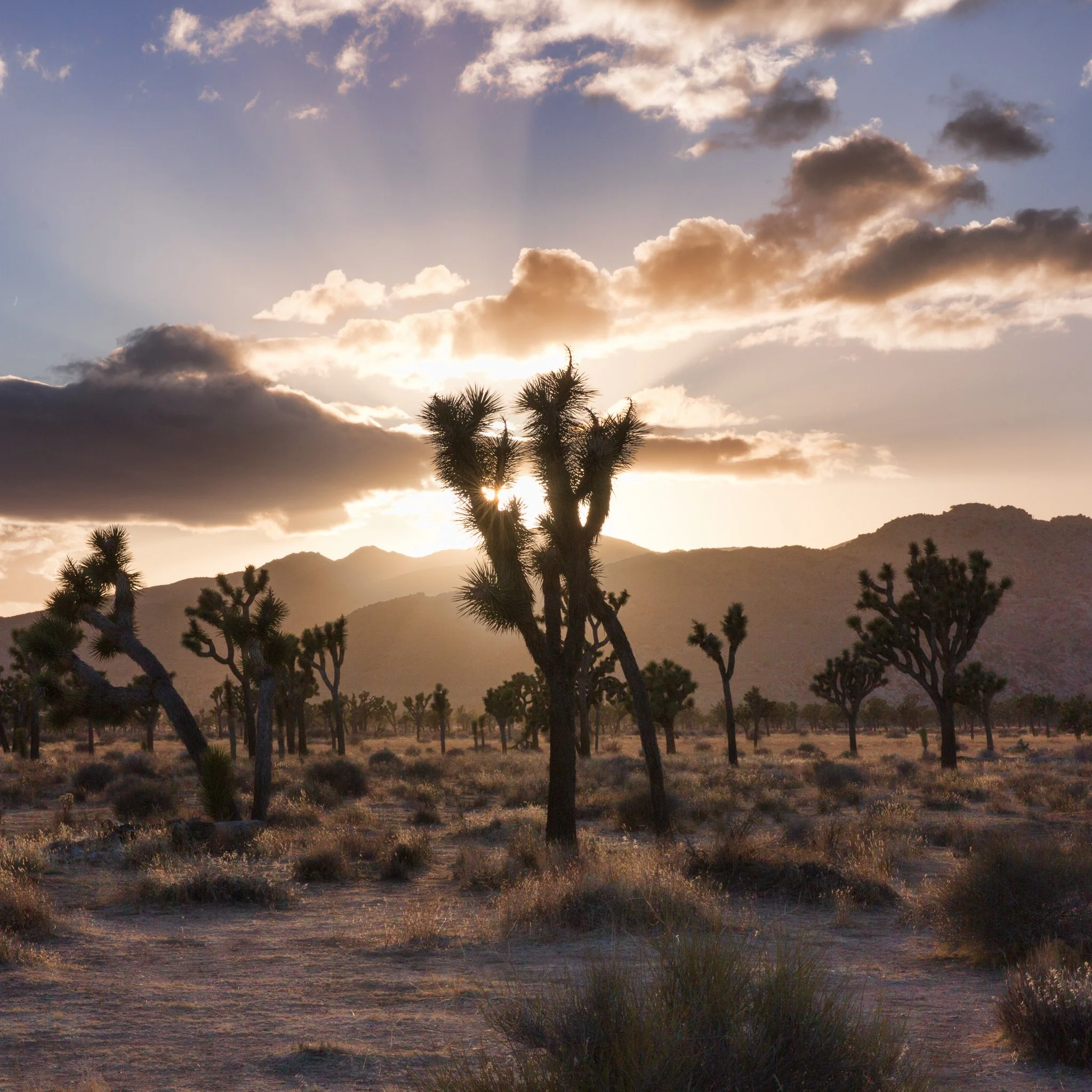 color image of Joshua tree with the sun directly behind at sunset
