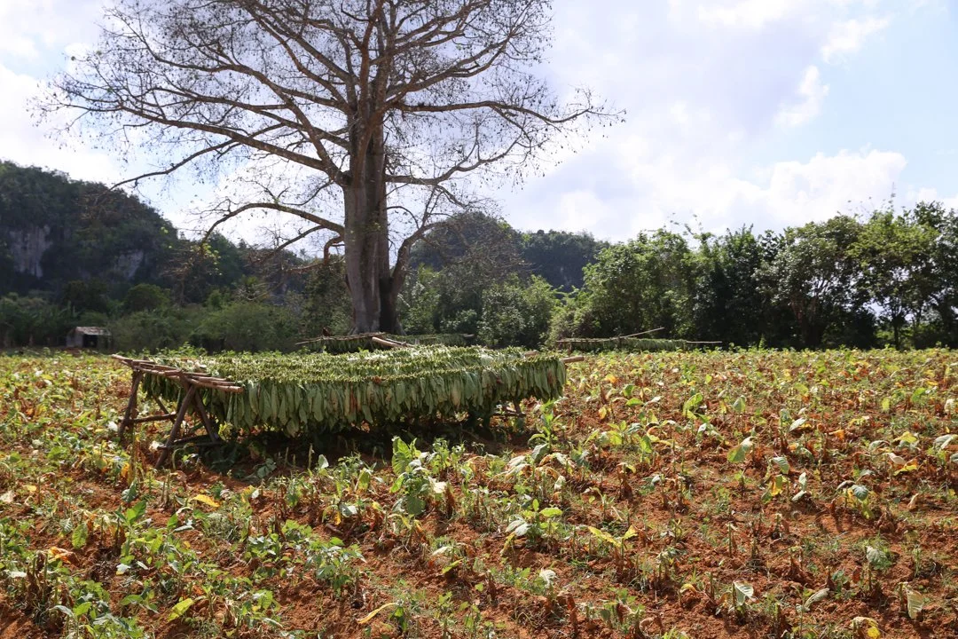tobacco fields getting harvested
