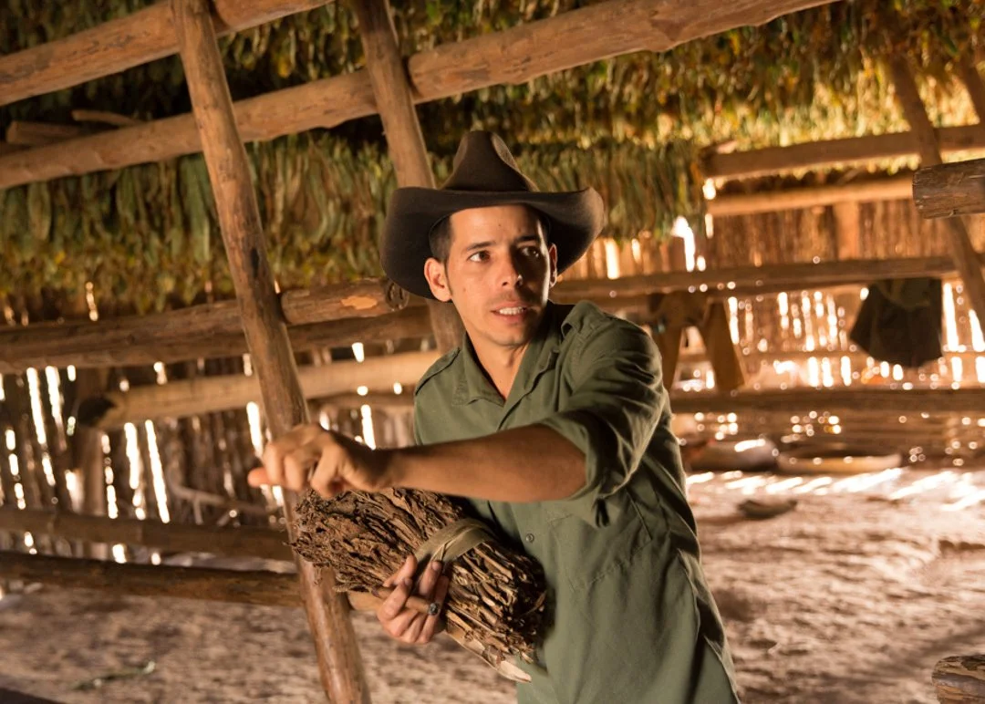 farmer holding dried bunch of tobacco
