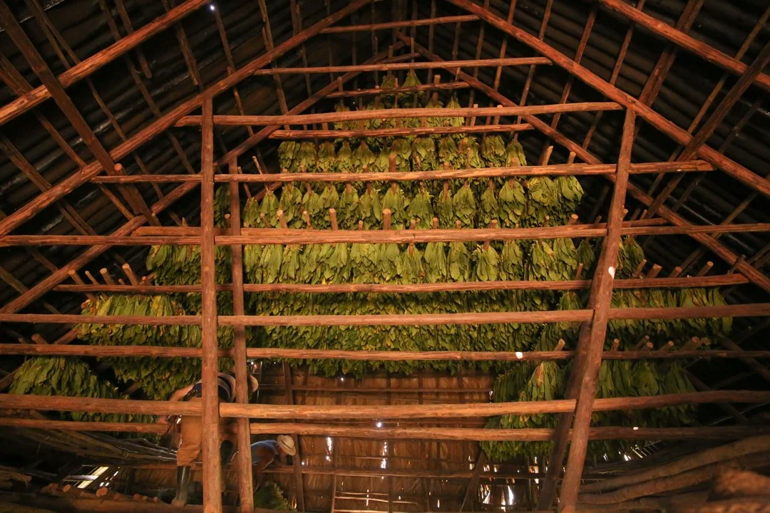 inside of hut where tobacco is drying in rafters
