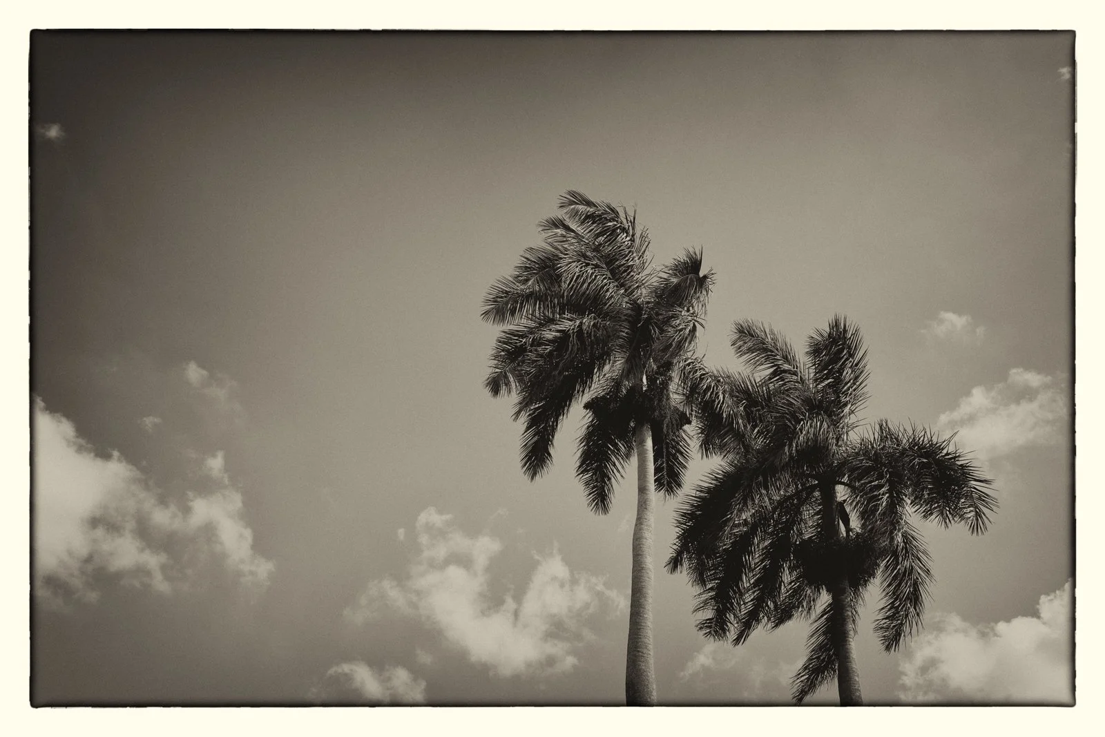 black and white image of palm trees

